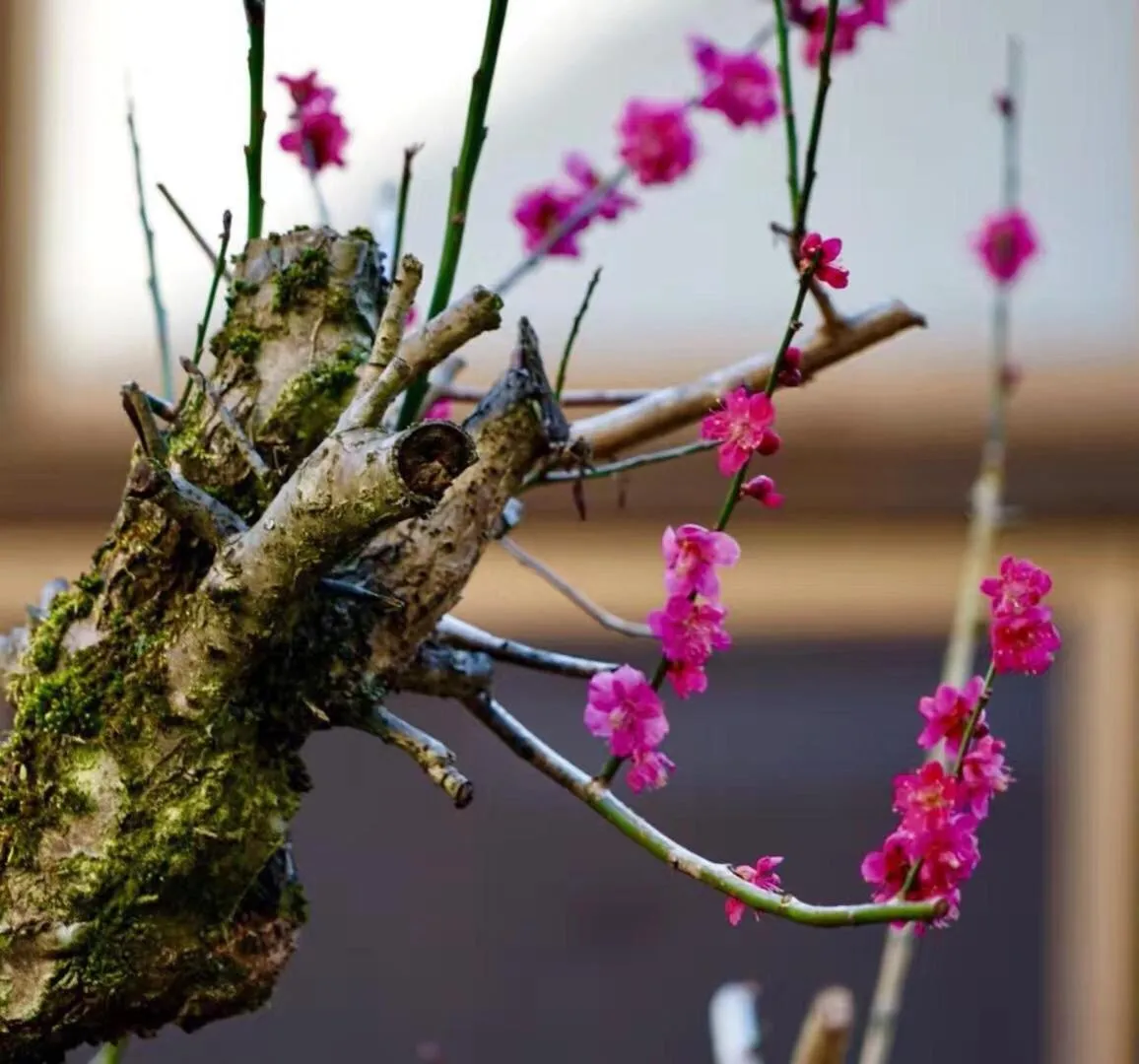 Kougetsu Sanso -- Moon Villa in Tokyo