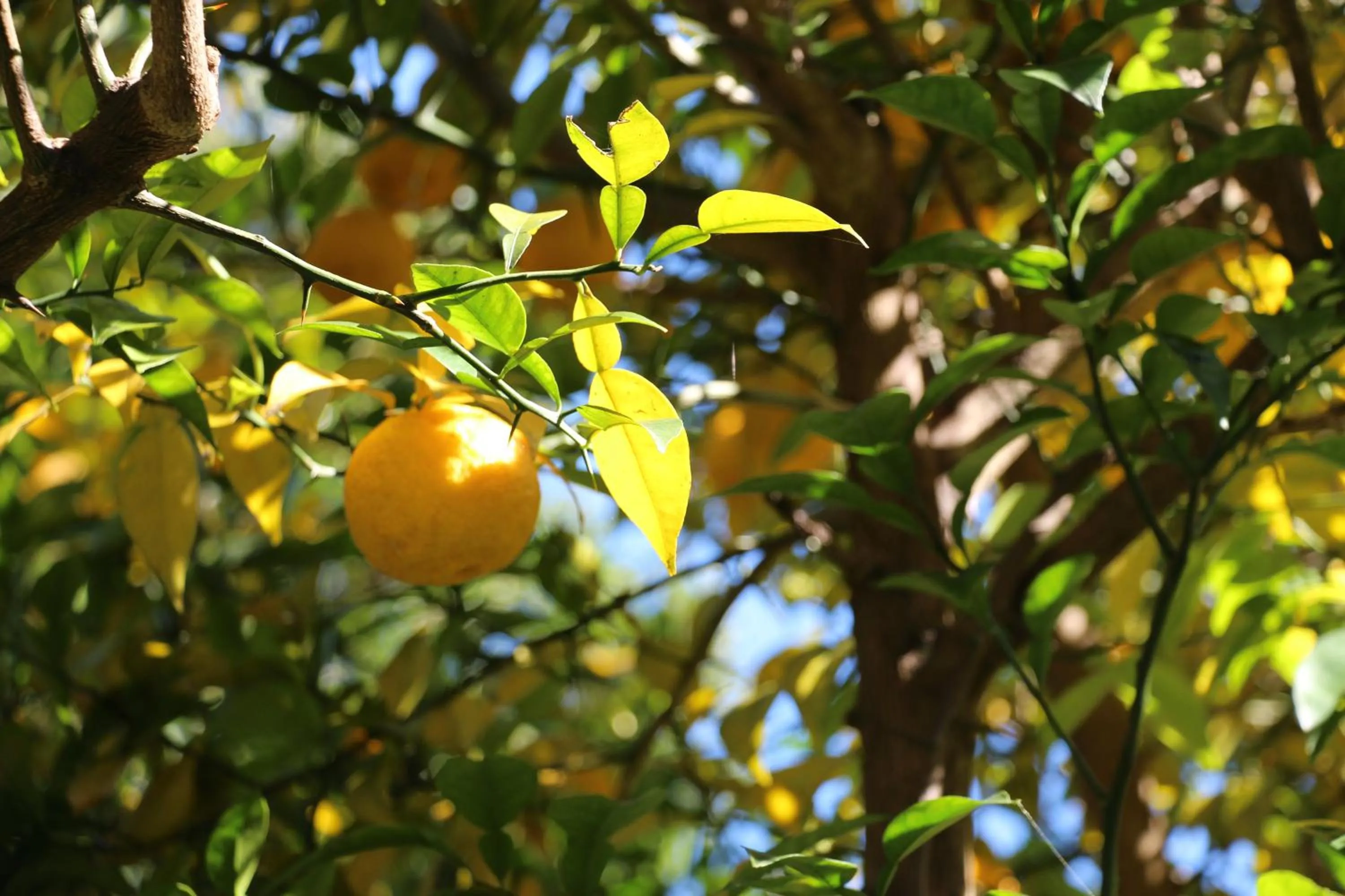 Kougetsu Sanso -- Moon Villa in Tokyo