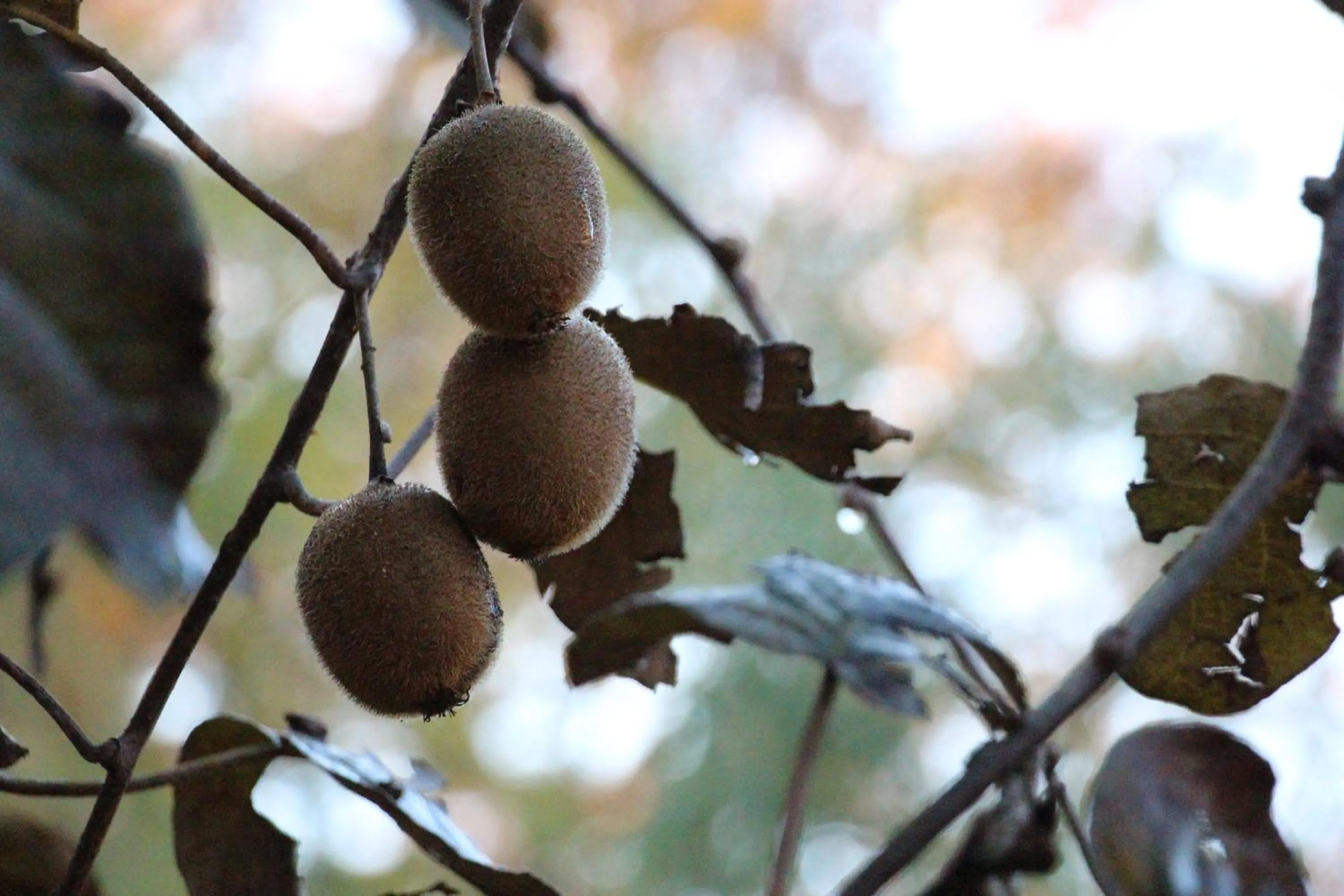 Kougetsu Sanso -- Moon Villa in Tokyo