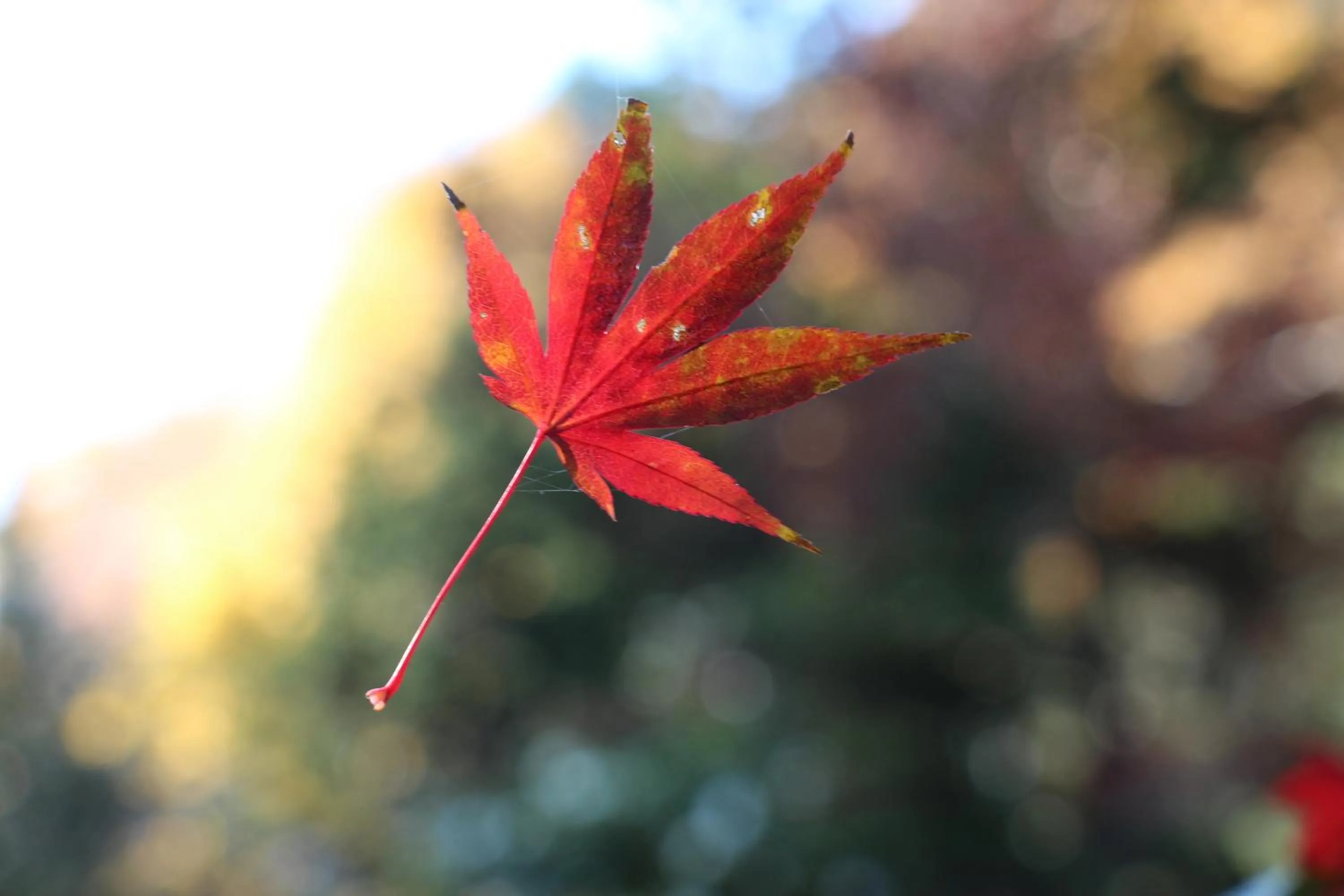 Kougetsu Sanso -- Moon Villa in Tokyo