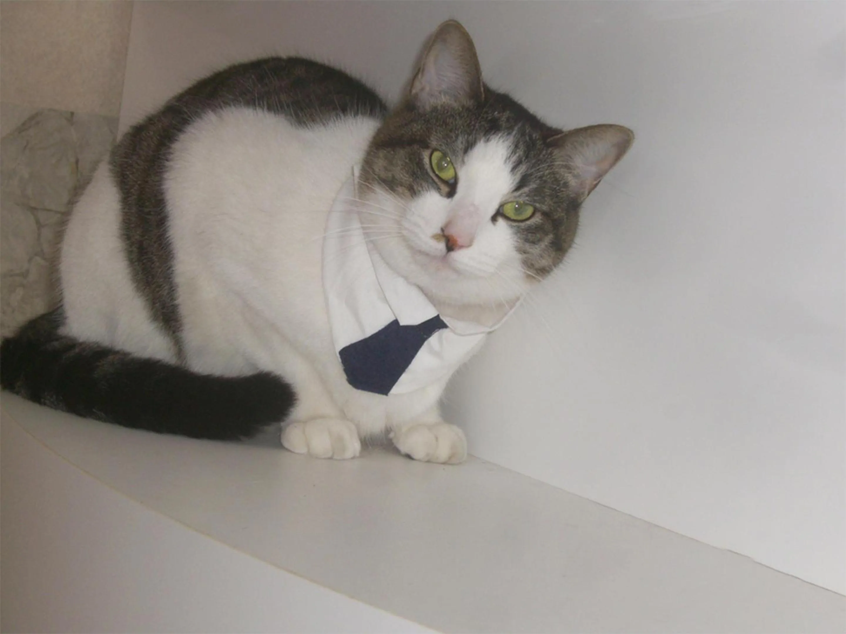 Animals in Tama Hotel