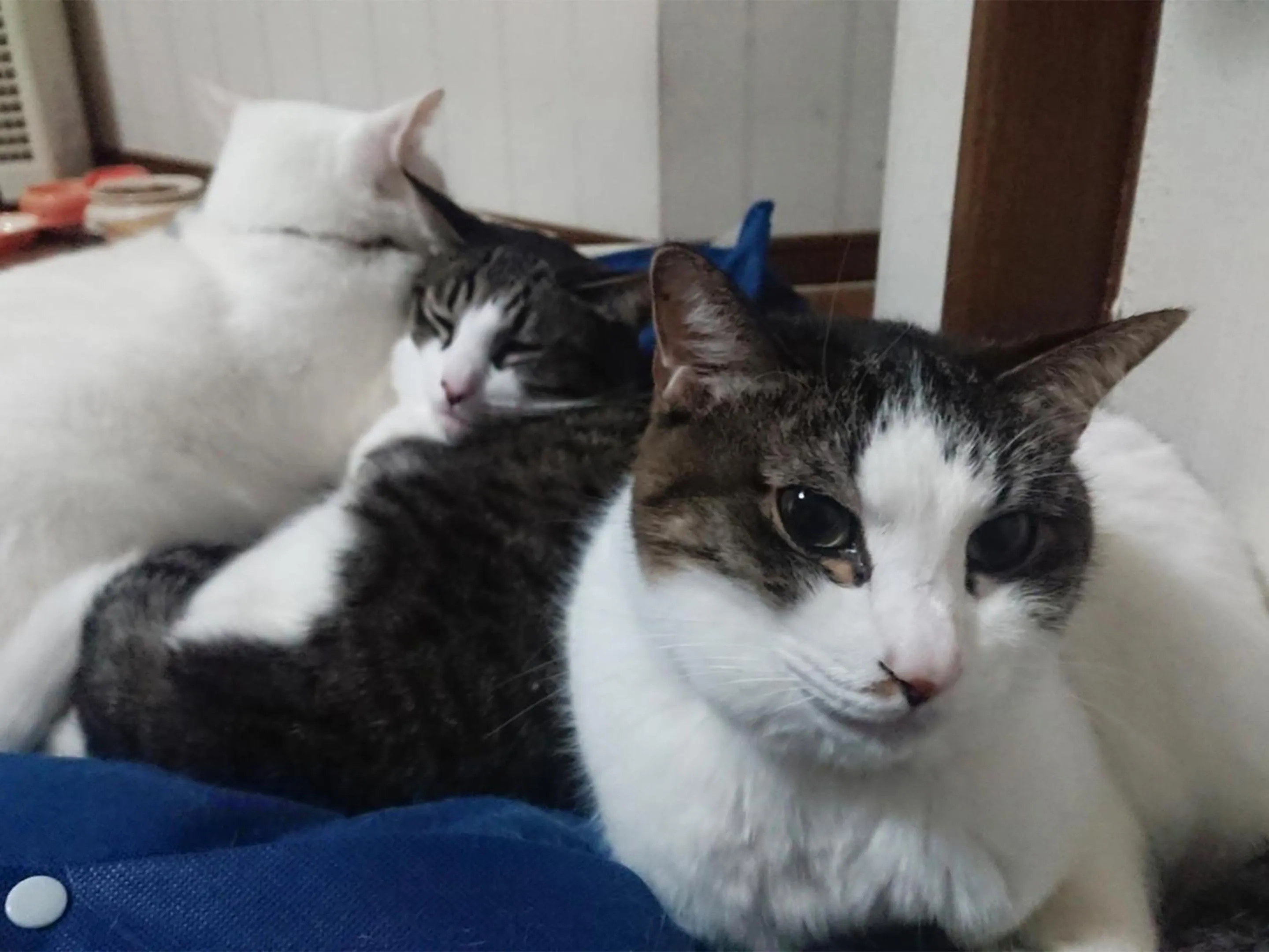 Animals in Tama Hotel