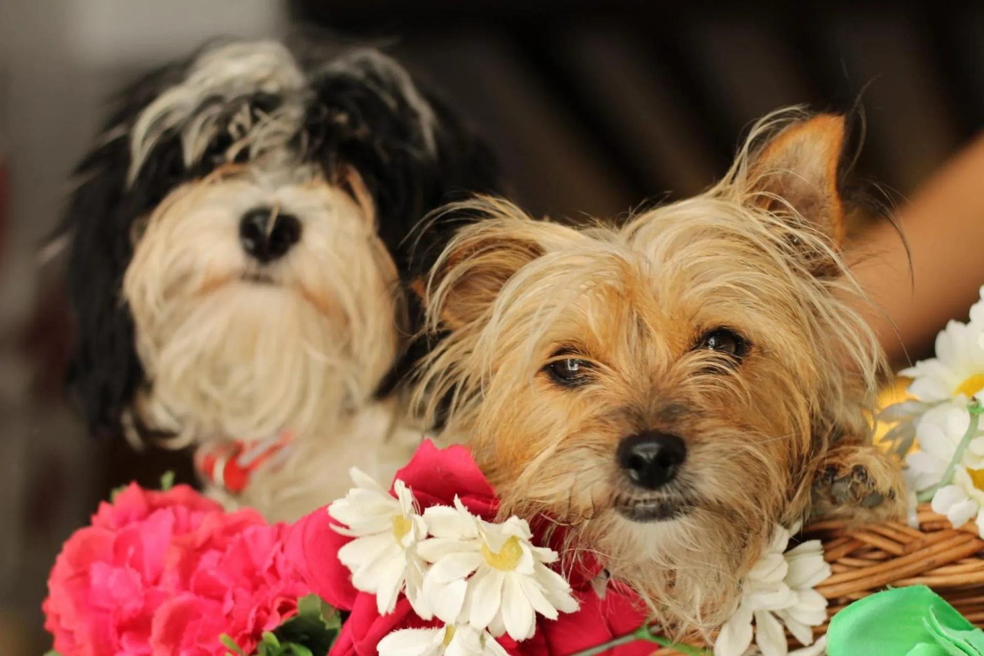 Animals in Barrio Boutik Hostal long stays