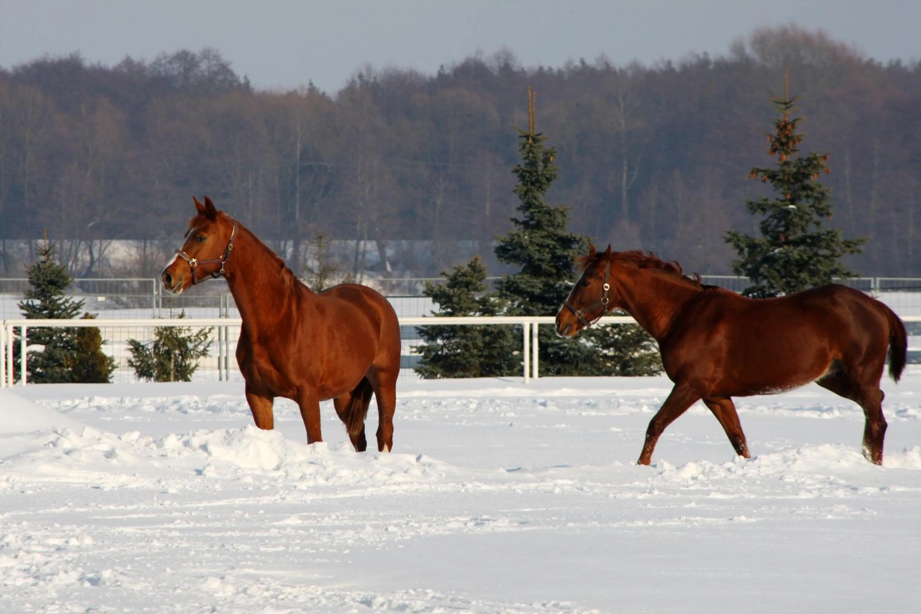 Winter in Sielanka Nad Pilicą