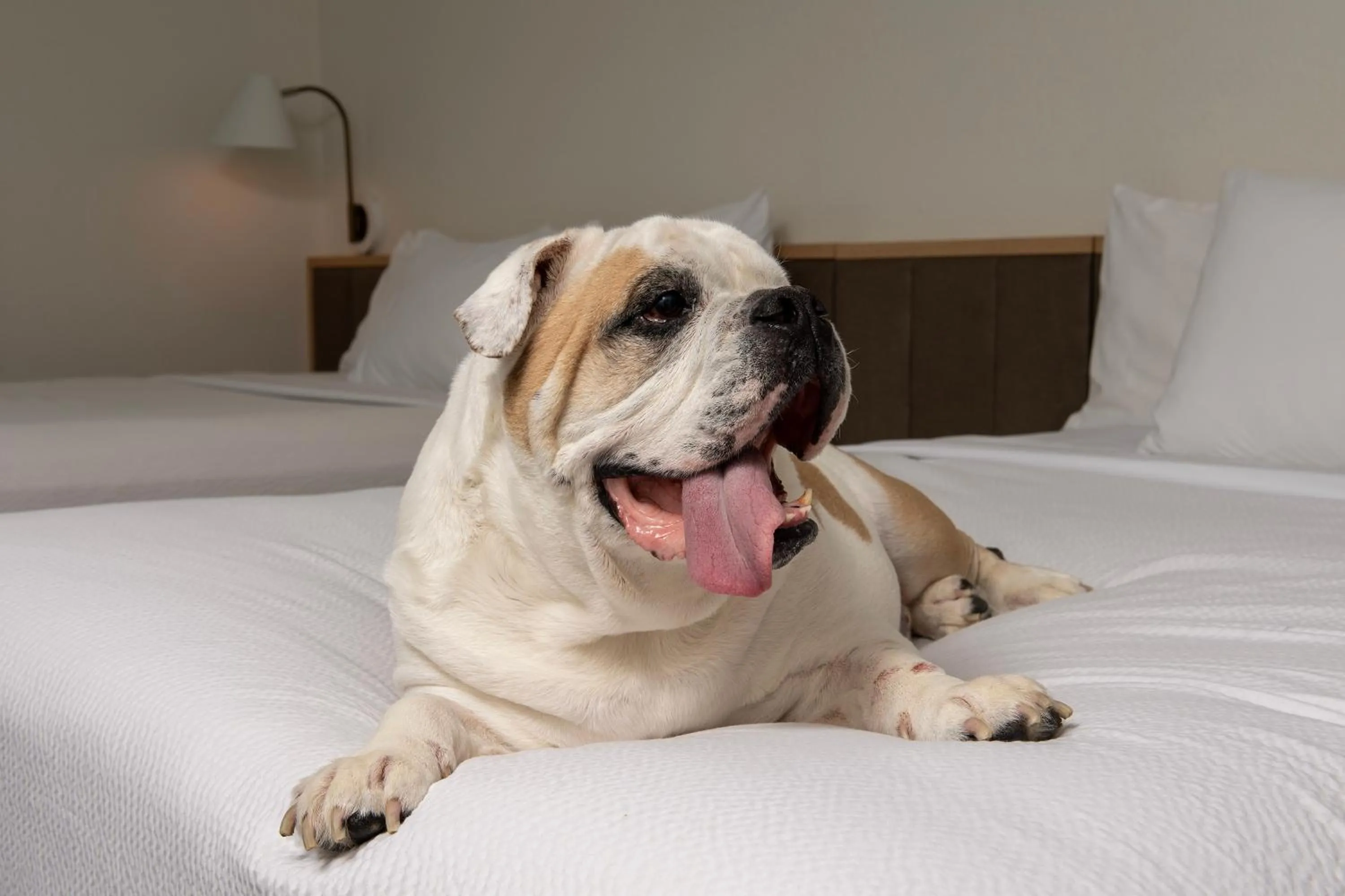 pet friendly, Bed in TownePlace Suites Sacramento Cal Expo