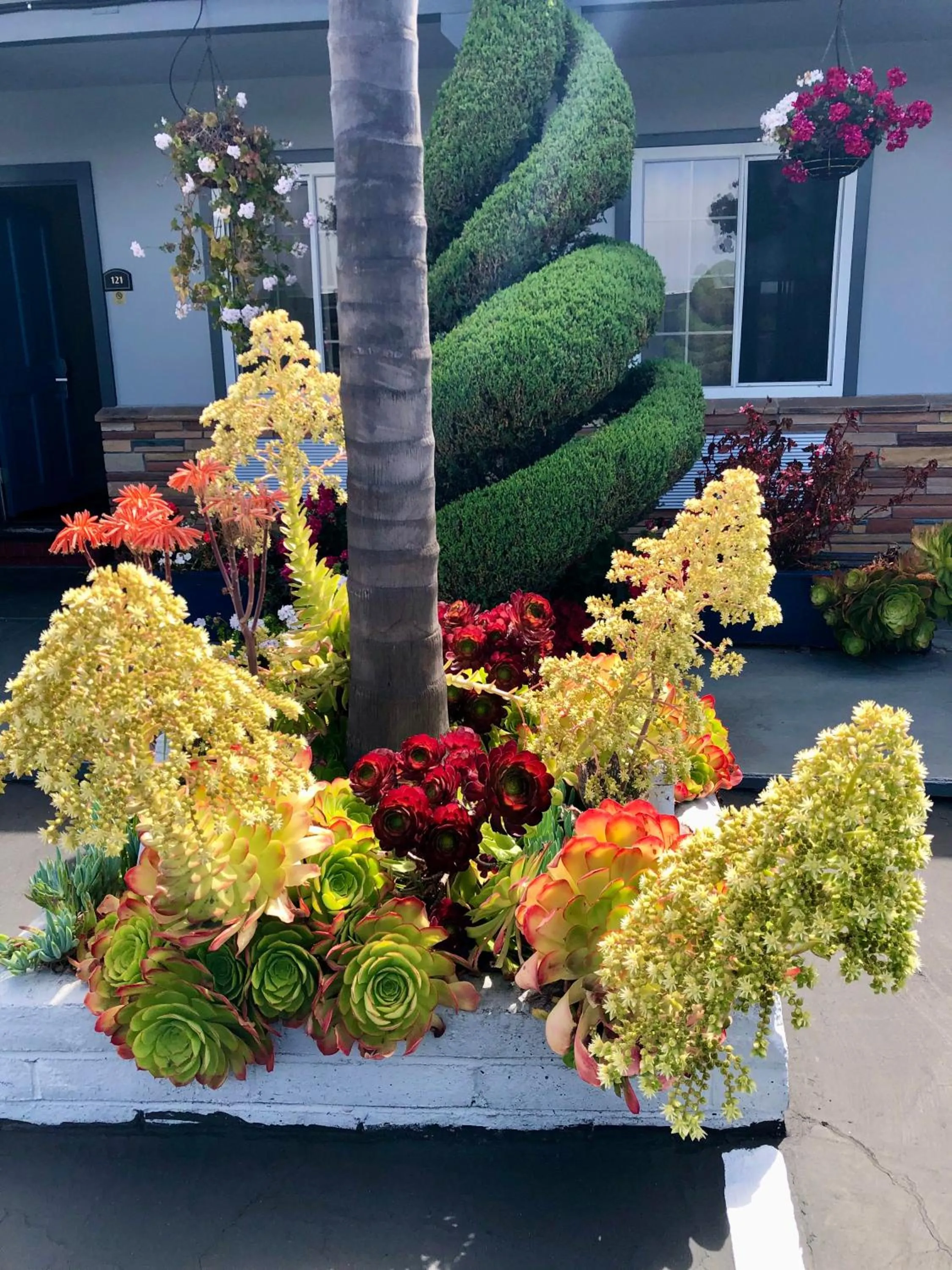 Garden in Blu Pacific Hotel