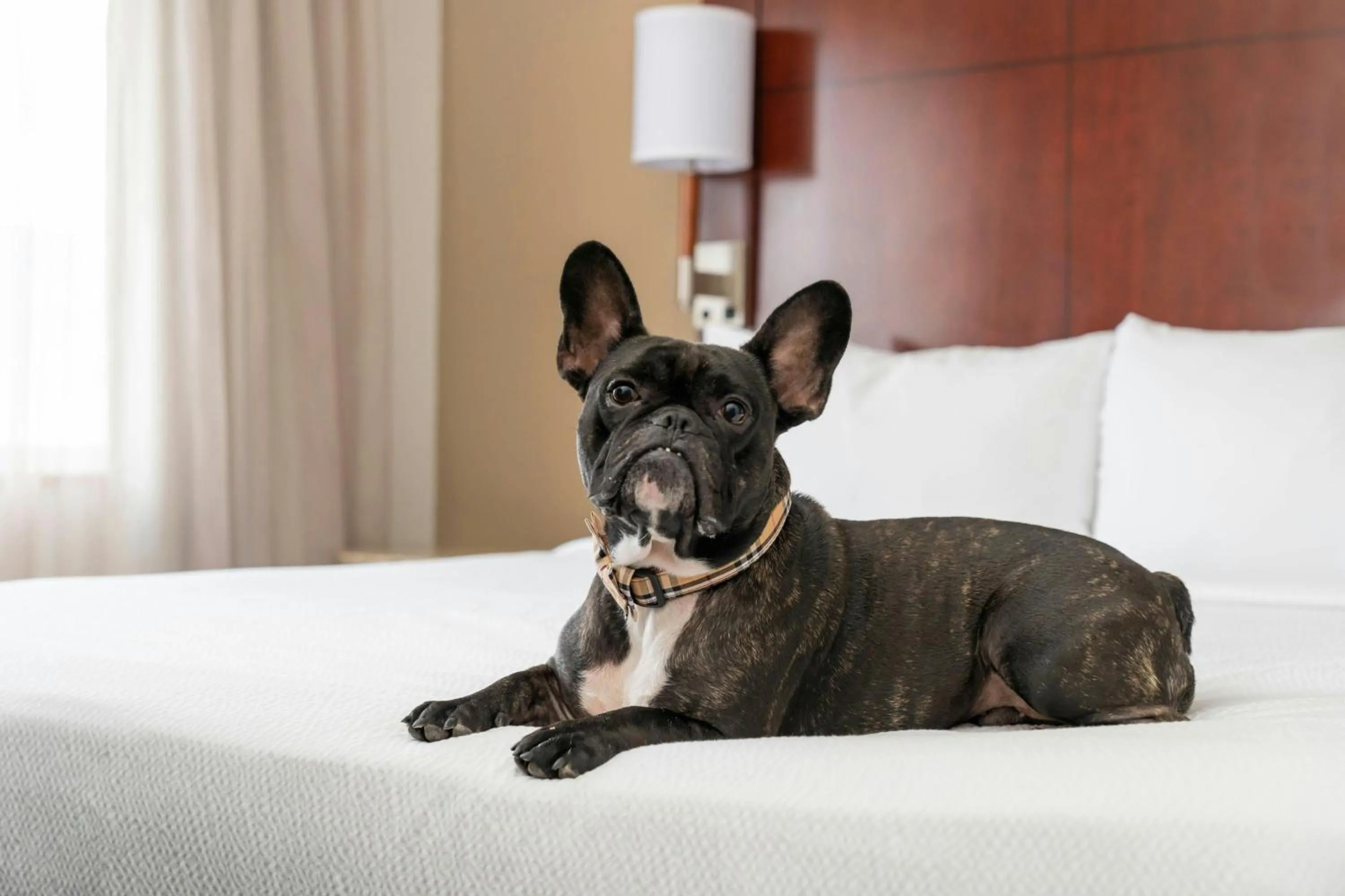 Photo of the whole room, Bed in Residence Inn by Marriott San Antonio Six Flags at The RIM