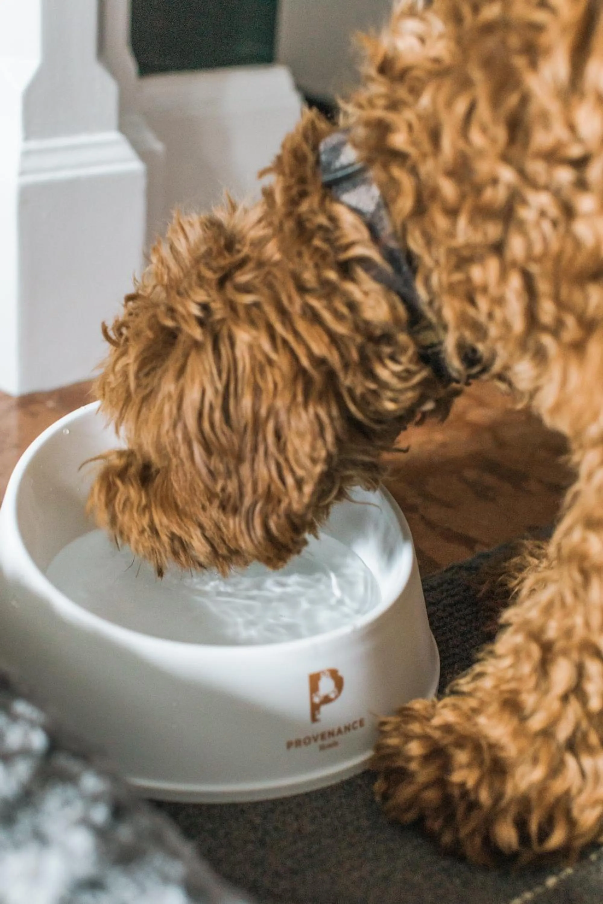 Pets in Sentinel Hotel