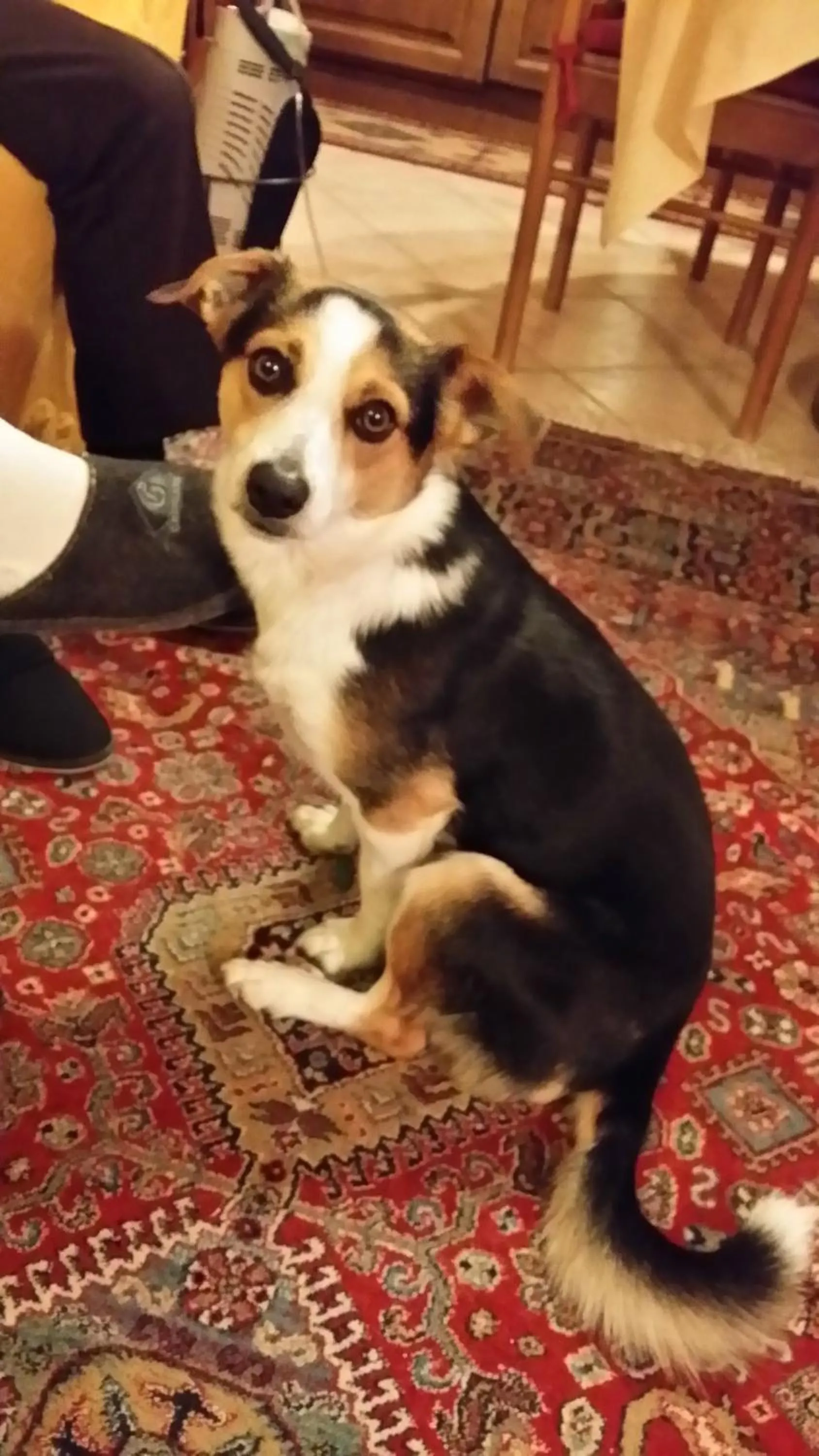 Pets in Casa Margherita