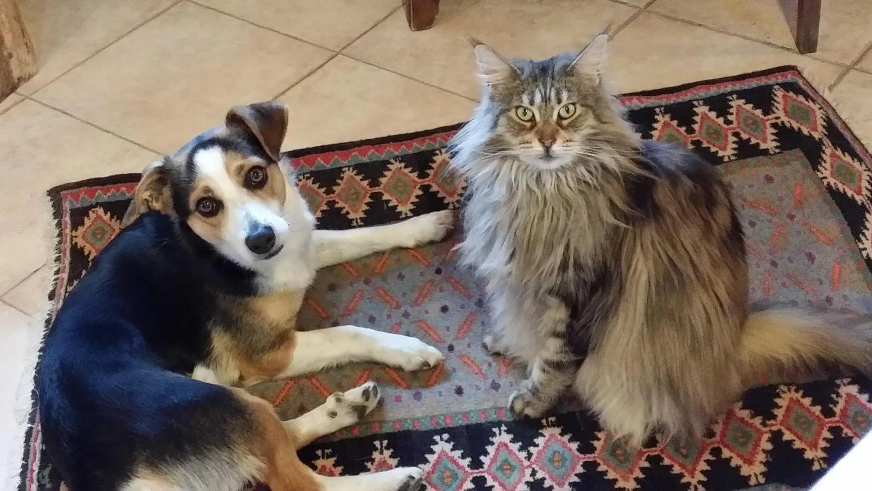 Pets in Casa Margherita