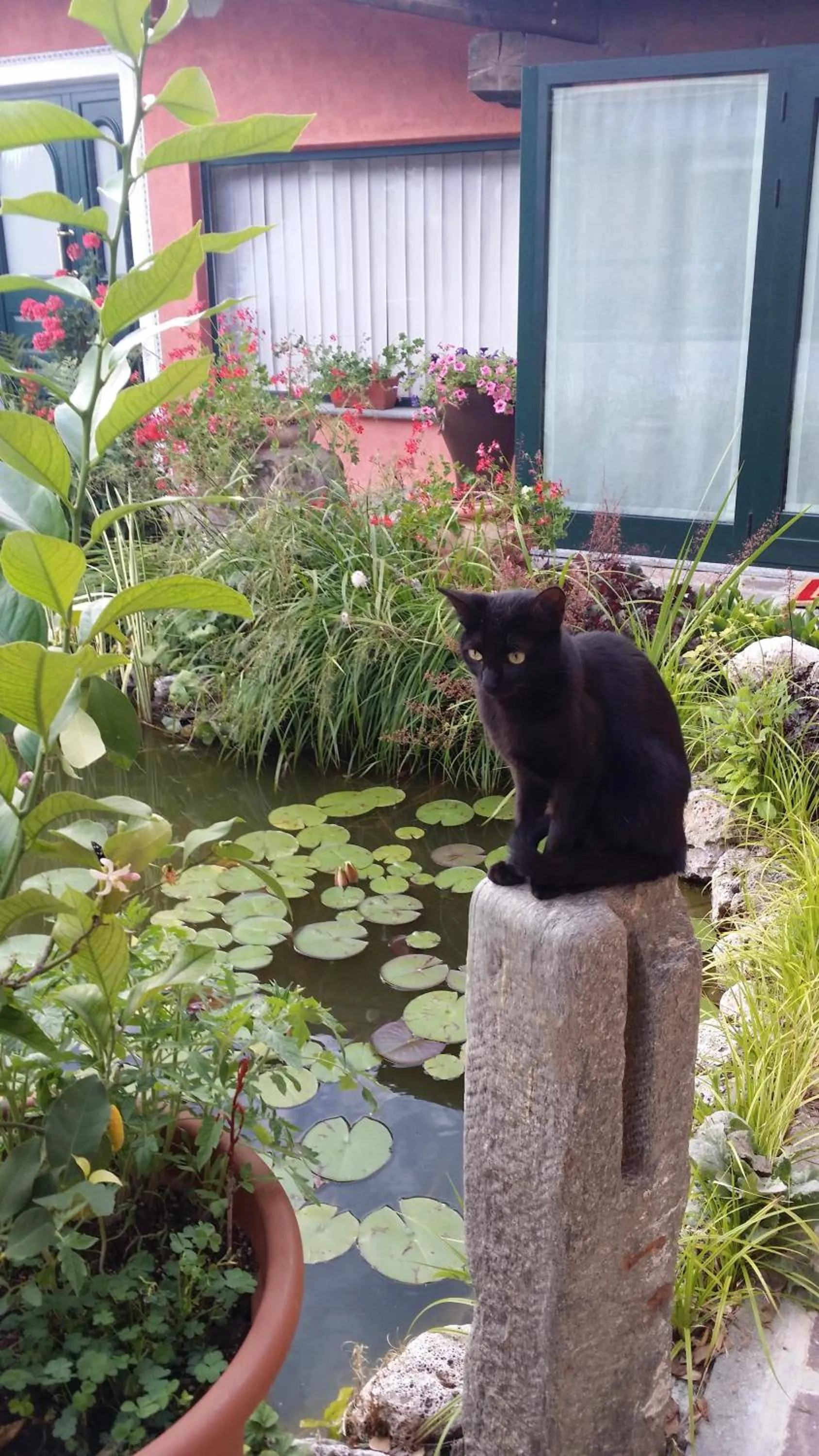 Pets in Casa Margherita