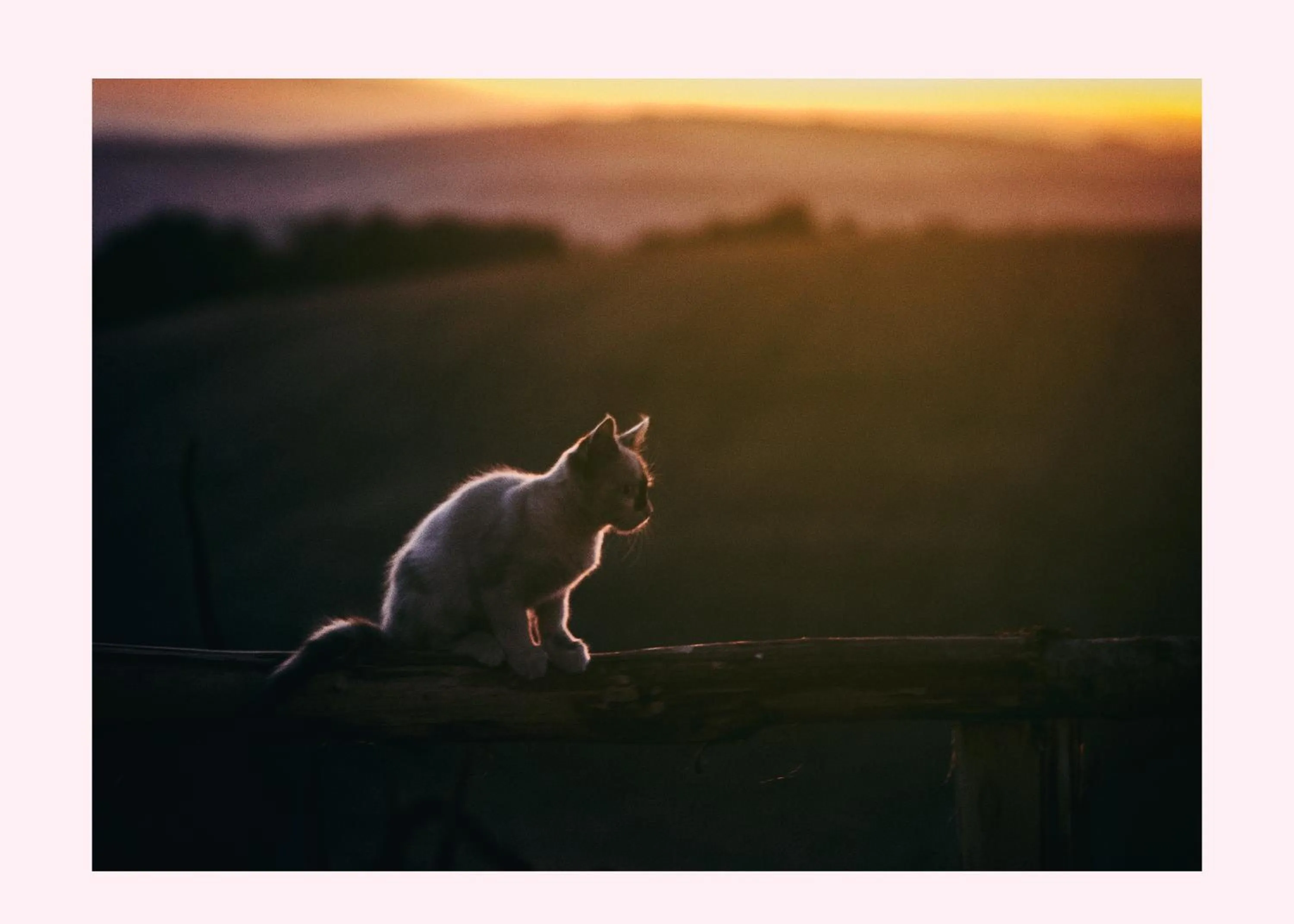 Animals in Agriturismo Il Riccio