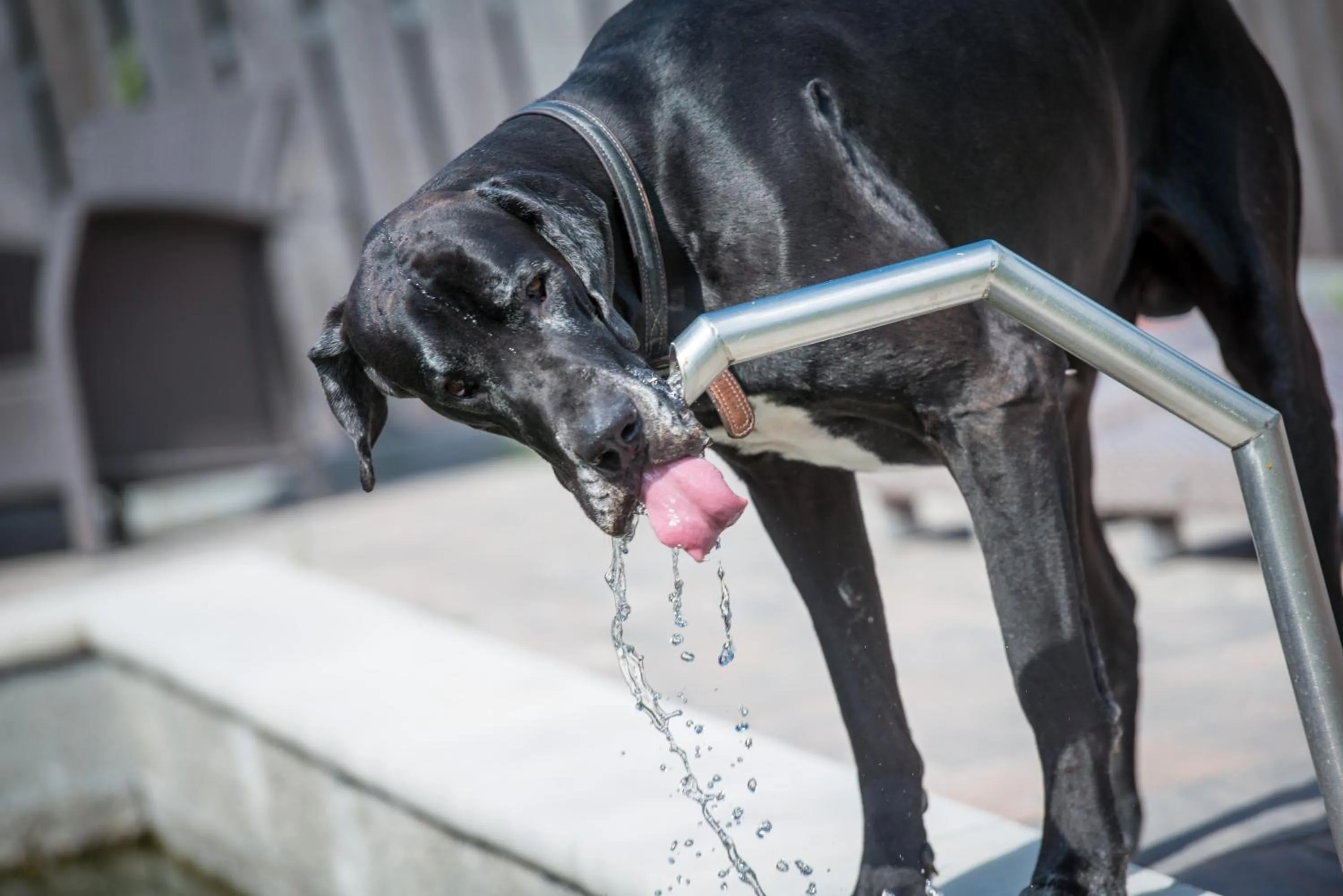 Garden in Hotel Sonja
