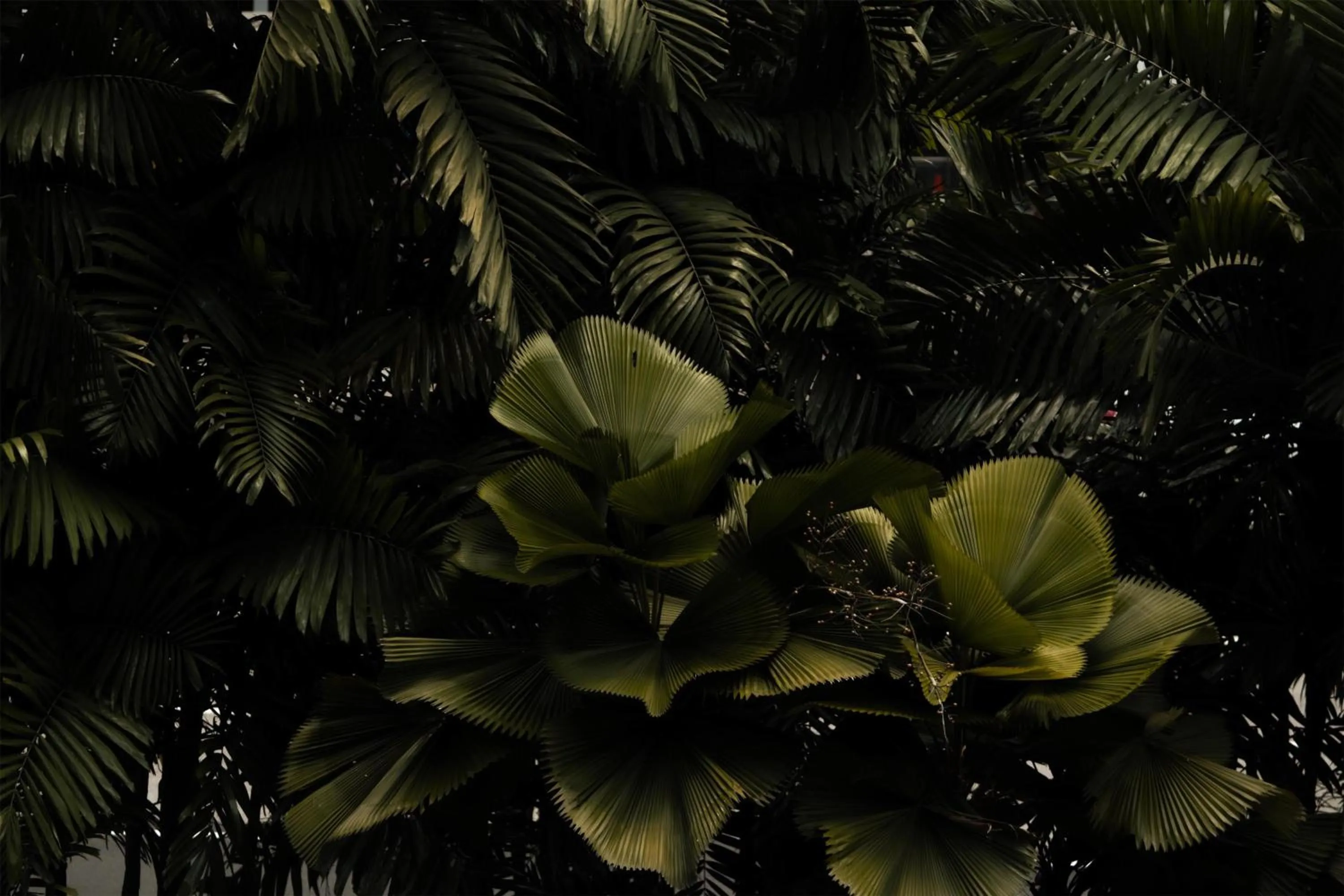 Garden in Grand Hyatt Singapore