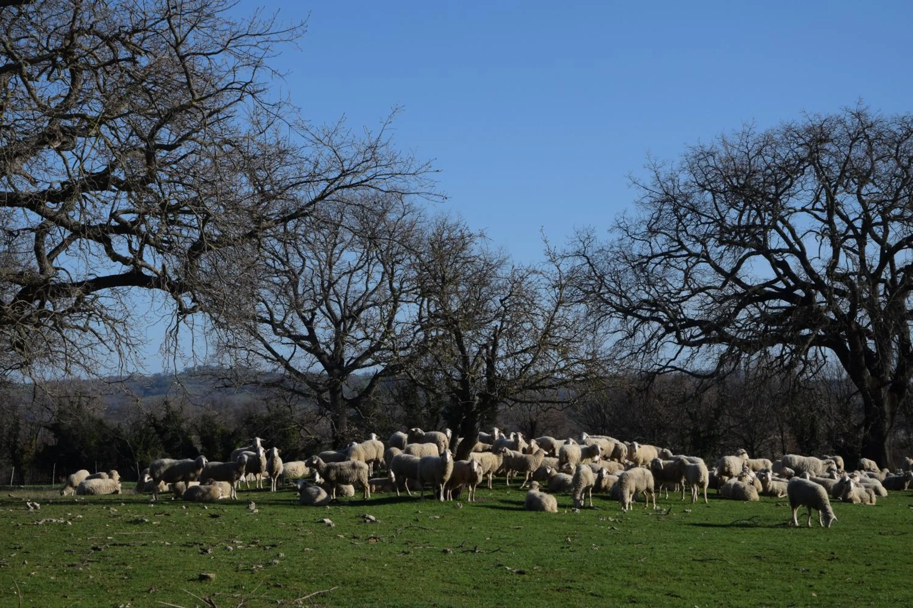 Animals in Agriturismo Bio Aia della Colonna