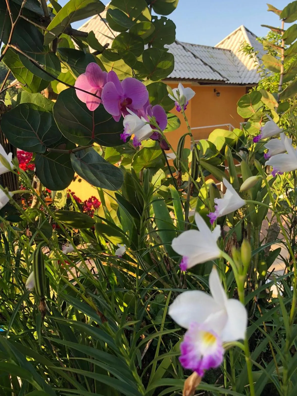 Garden in Hotel Morro De São Paulo