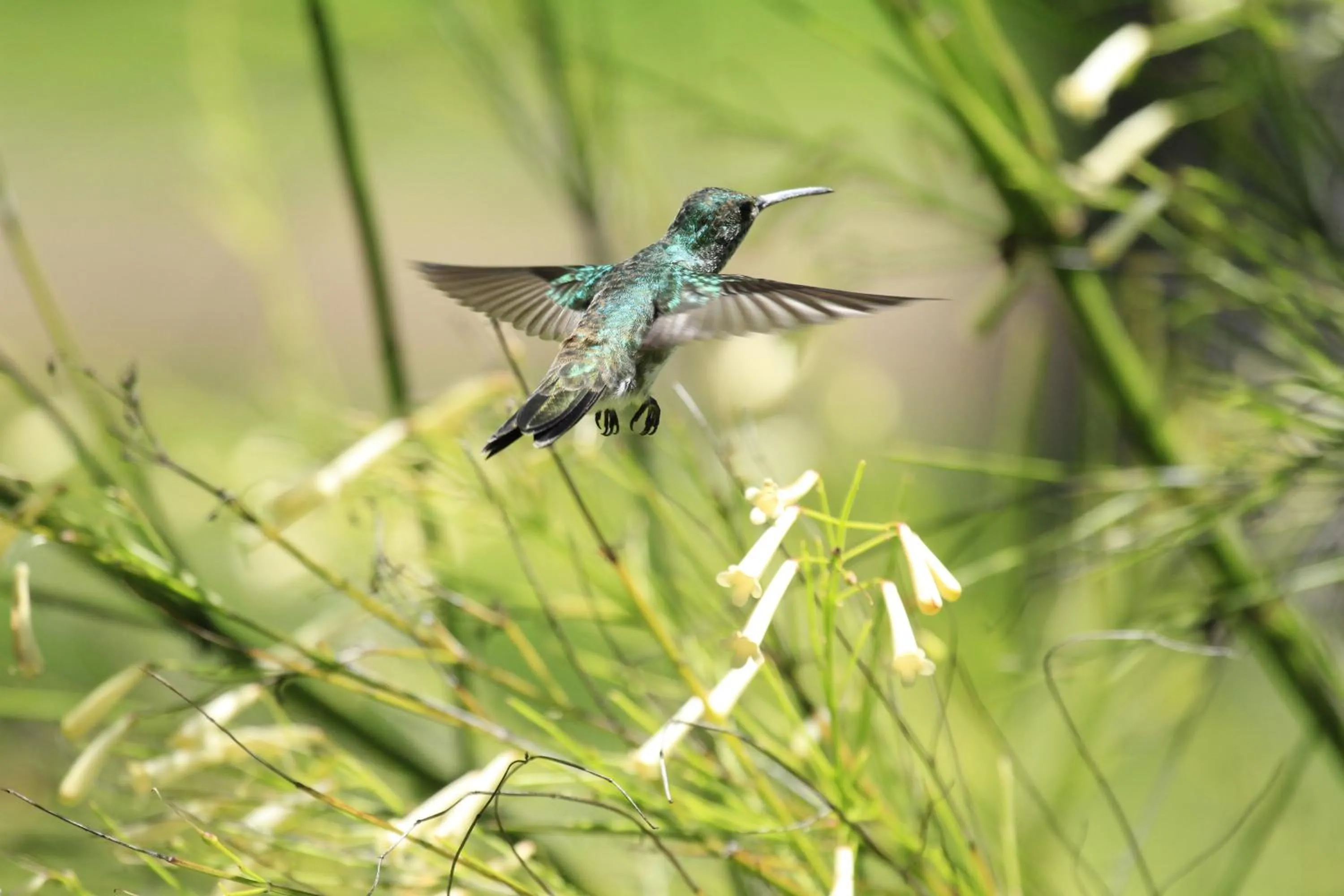 Day in Hotel Karapitangui