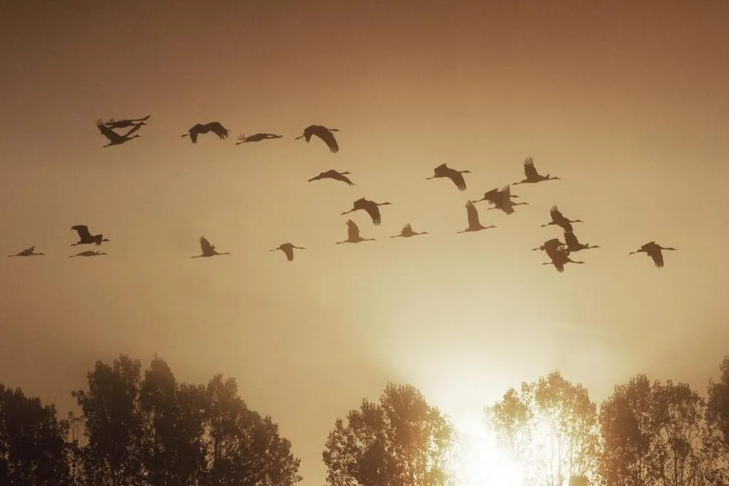 Animals in Jagdschloss Kotelow
