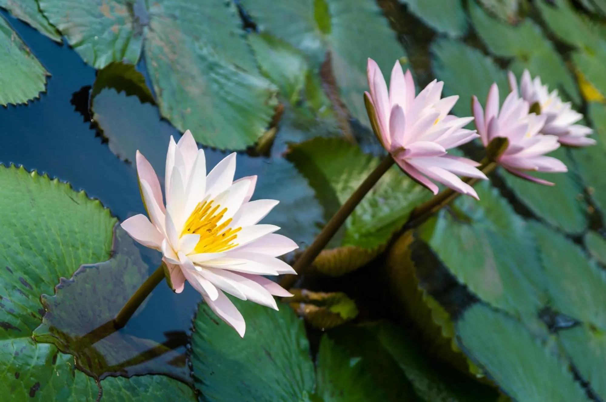 Garden in Maison Dalabua