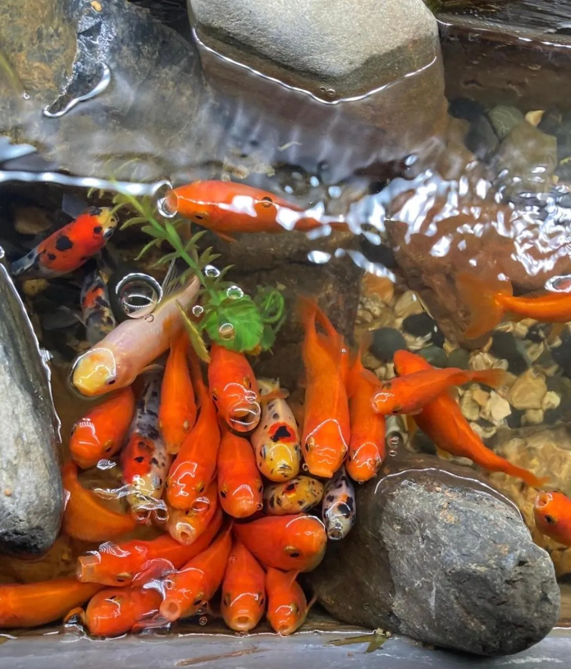 京町家-椿庵Kyomachiya-Tsubakian