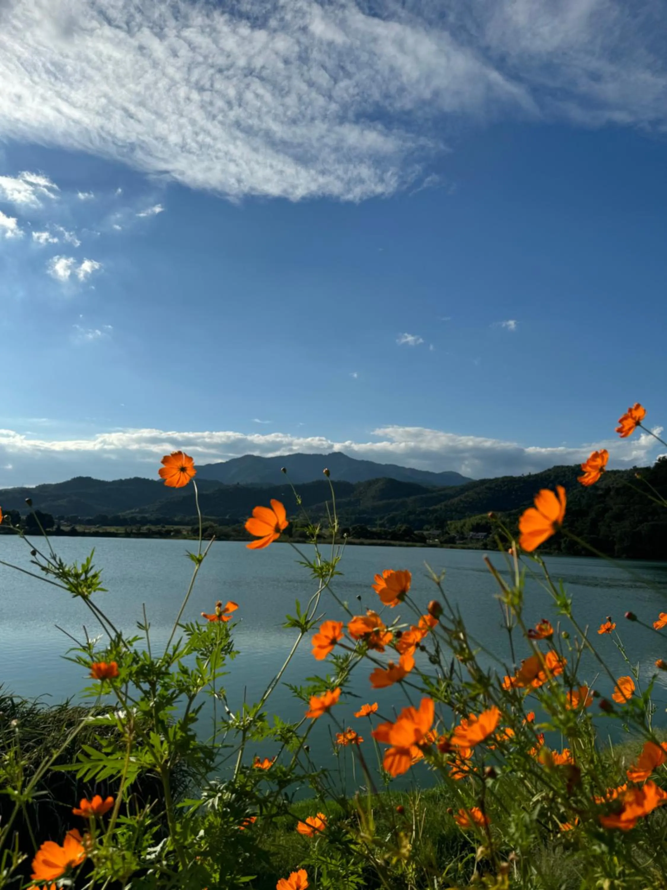 京町家-椿庵Kyomachiya-Tsubakian
