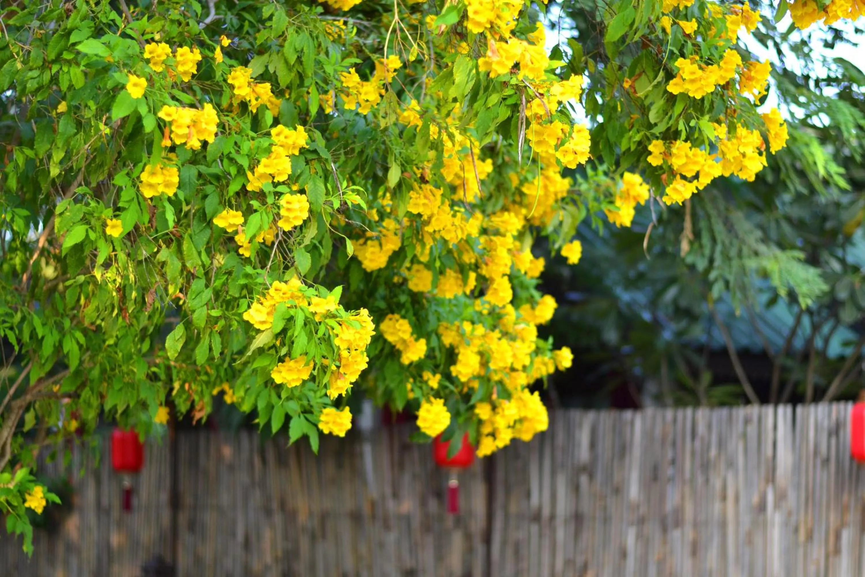Garden in Thai Thai Sukhothai Resort