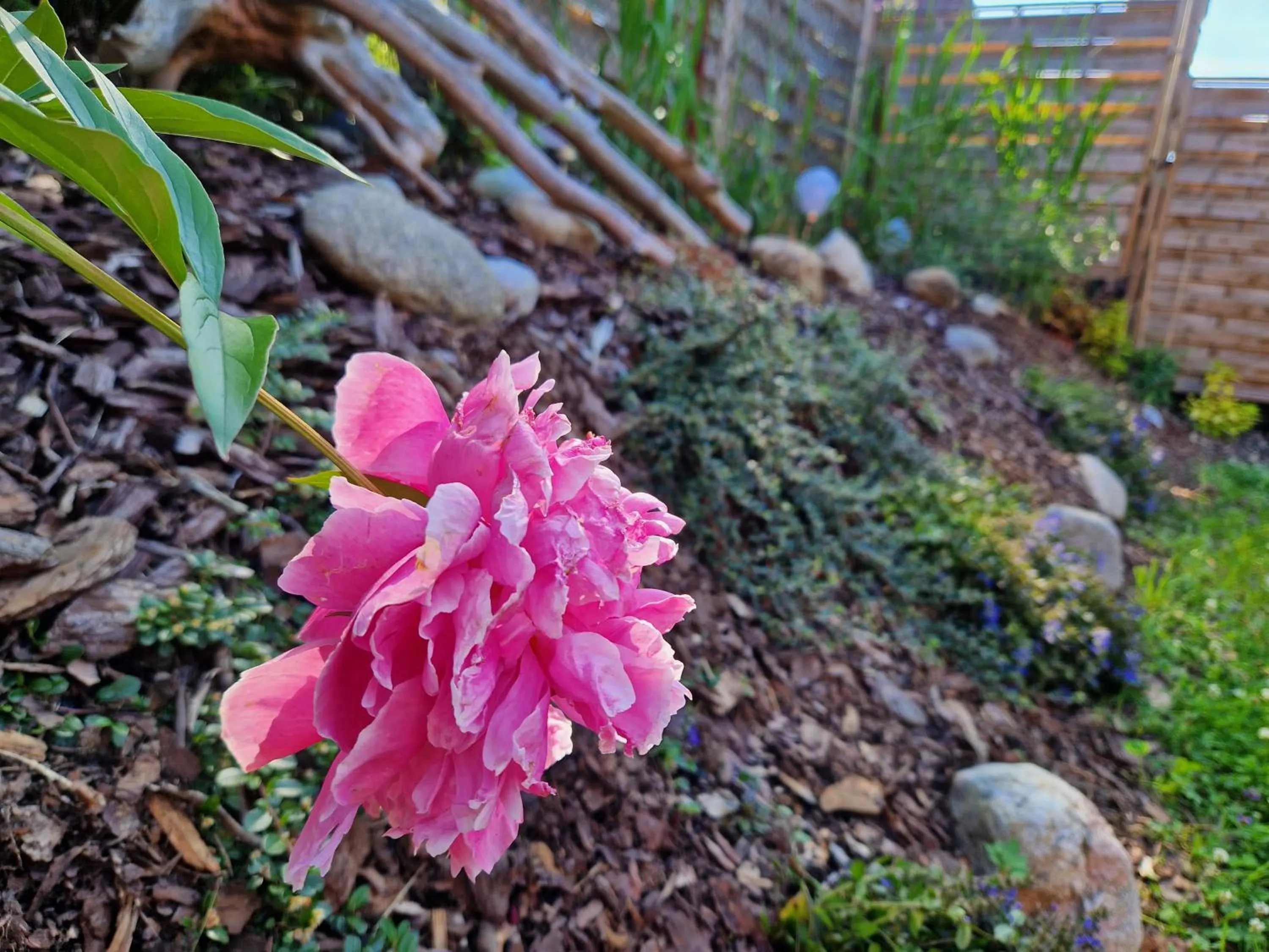 Garden in Willa Pod Piórem