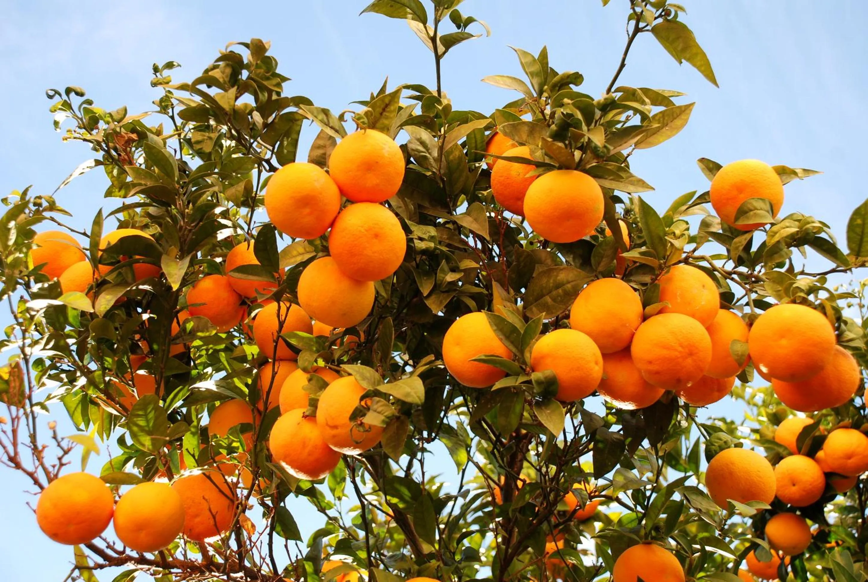 Garden view in Hotel L'Orangeraie