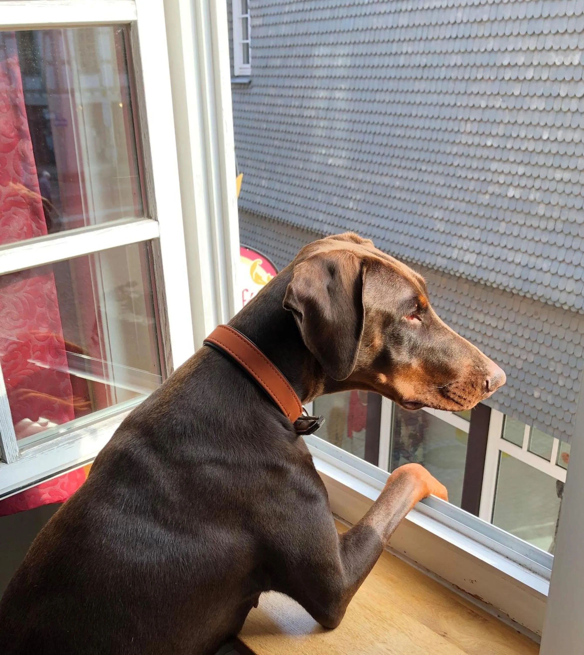 Animals in Haus Oberscholtes