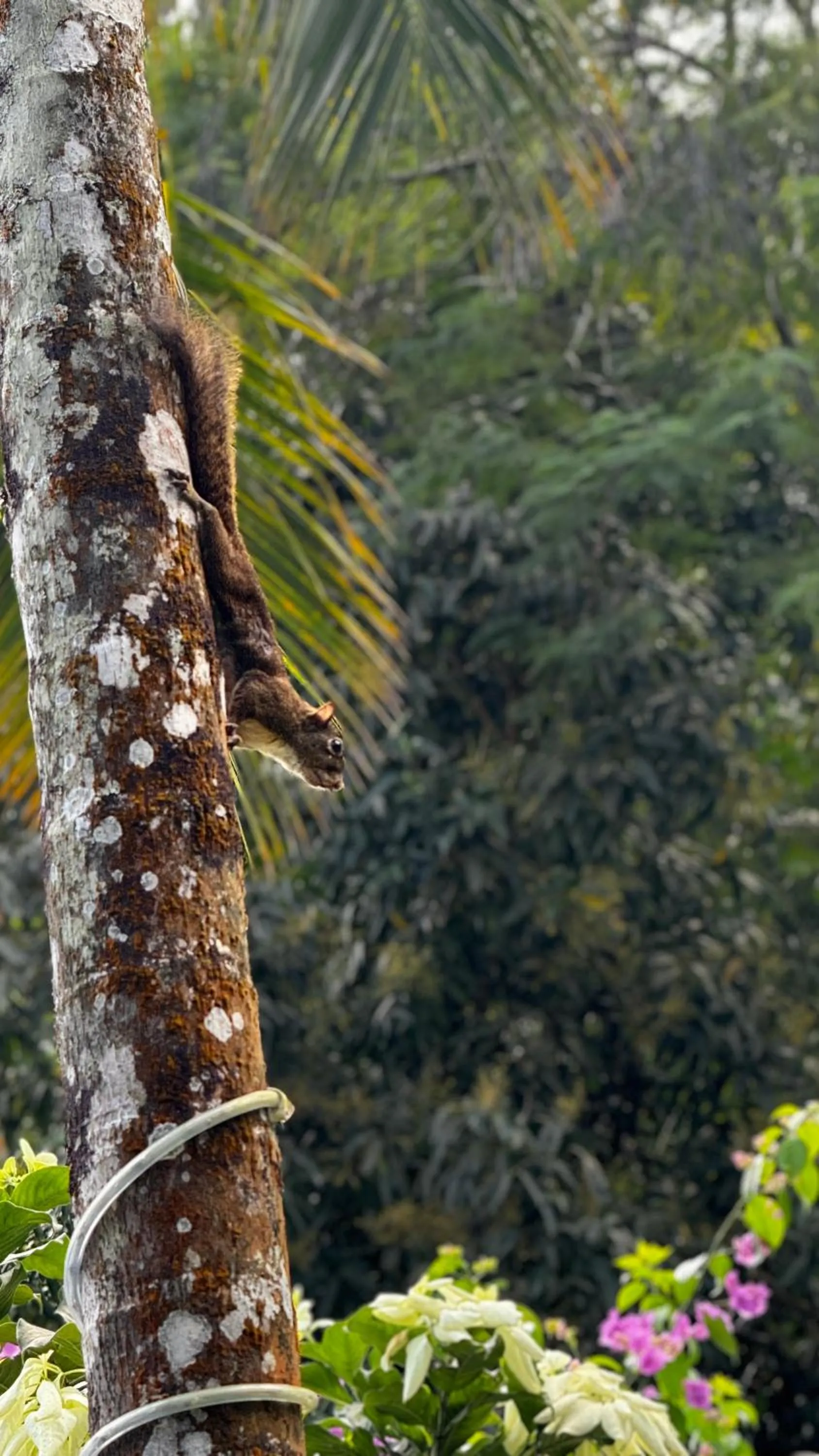 Pousada Tropical Araçatiba