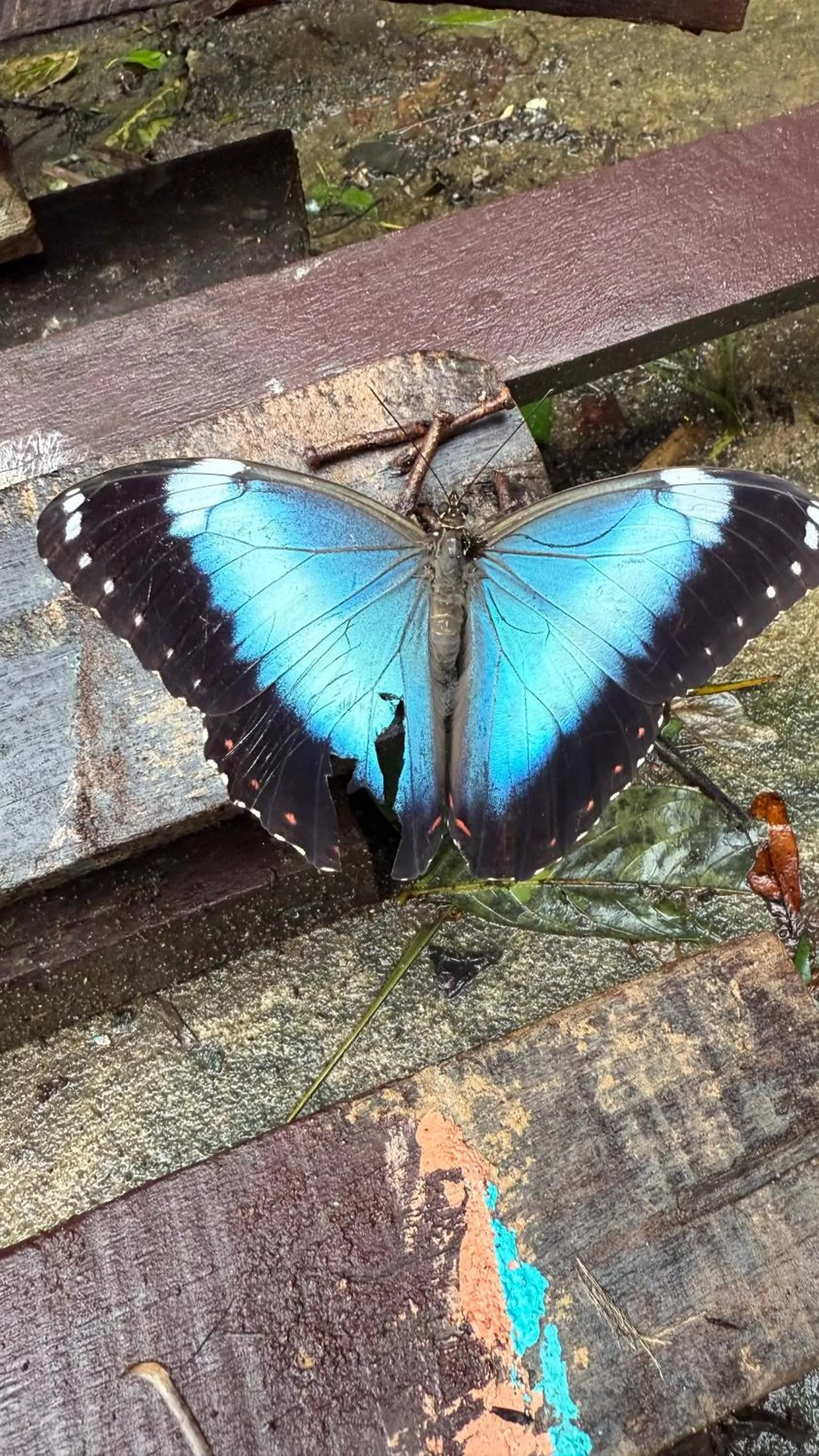 Pousada Tropical Araçatiba