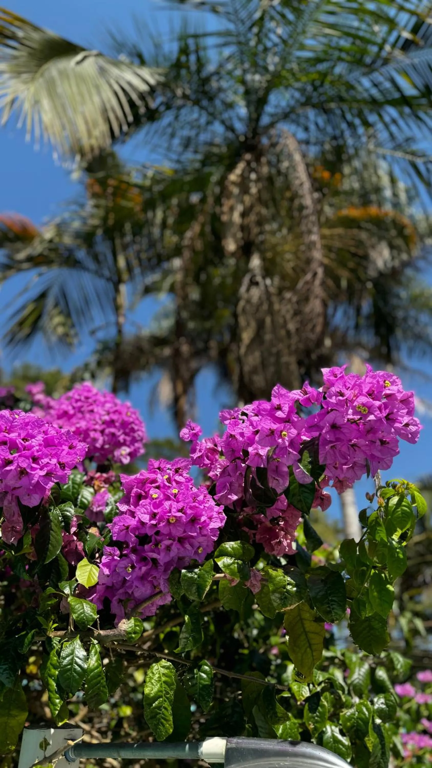 Pousada Tropical Araçatiba