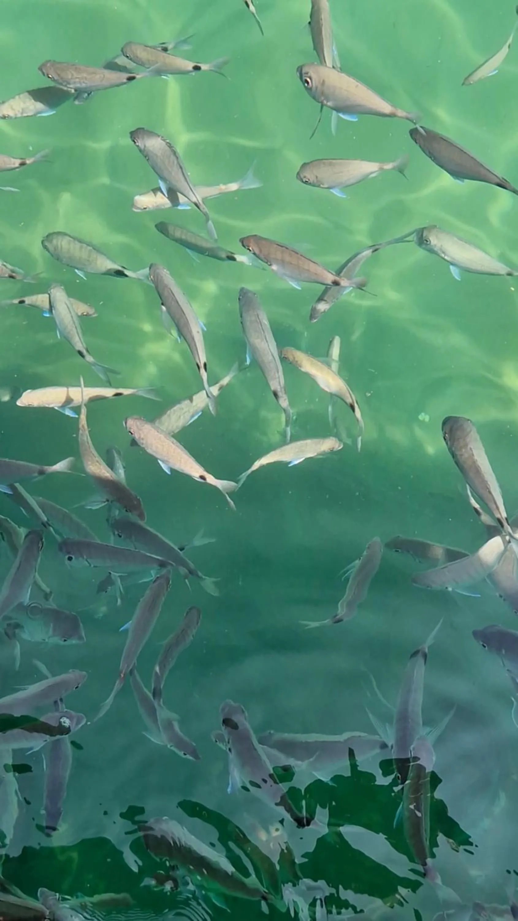 Natural landscape in Pousada Tropical Araçatiba