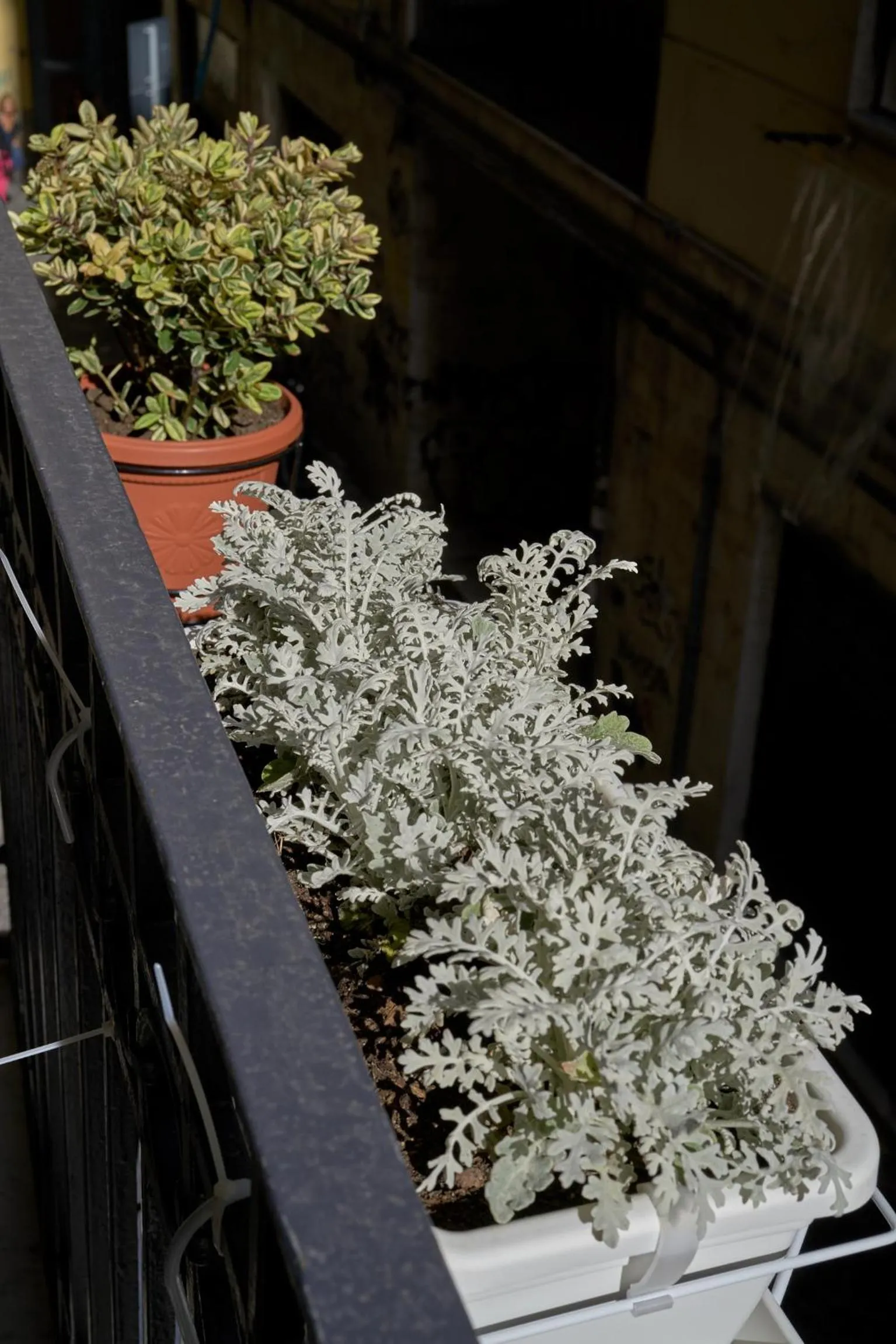 Day in A Casa del Principe LT