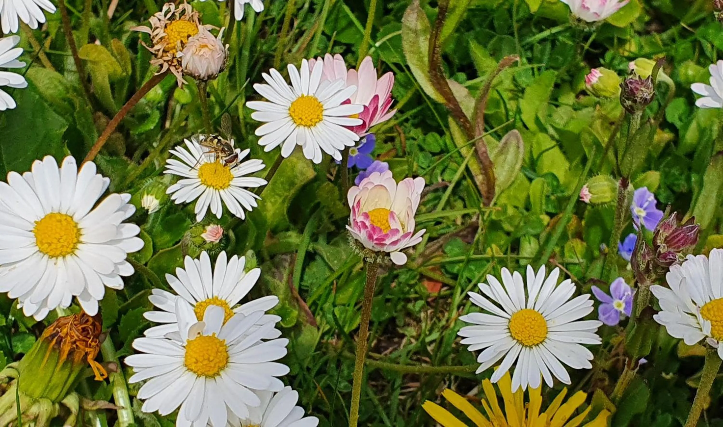 Garden in Schmiedhof