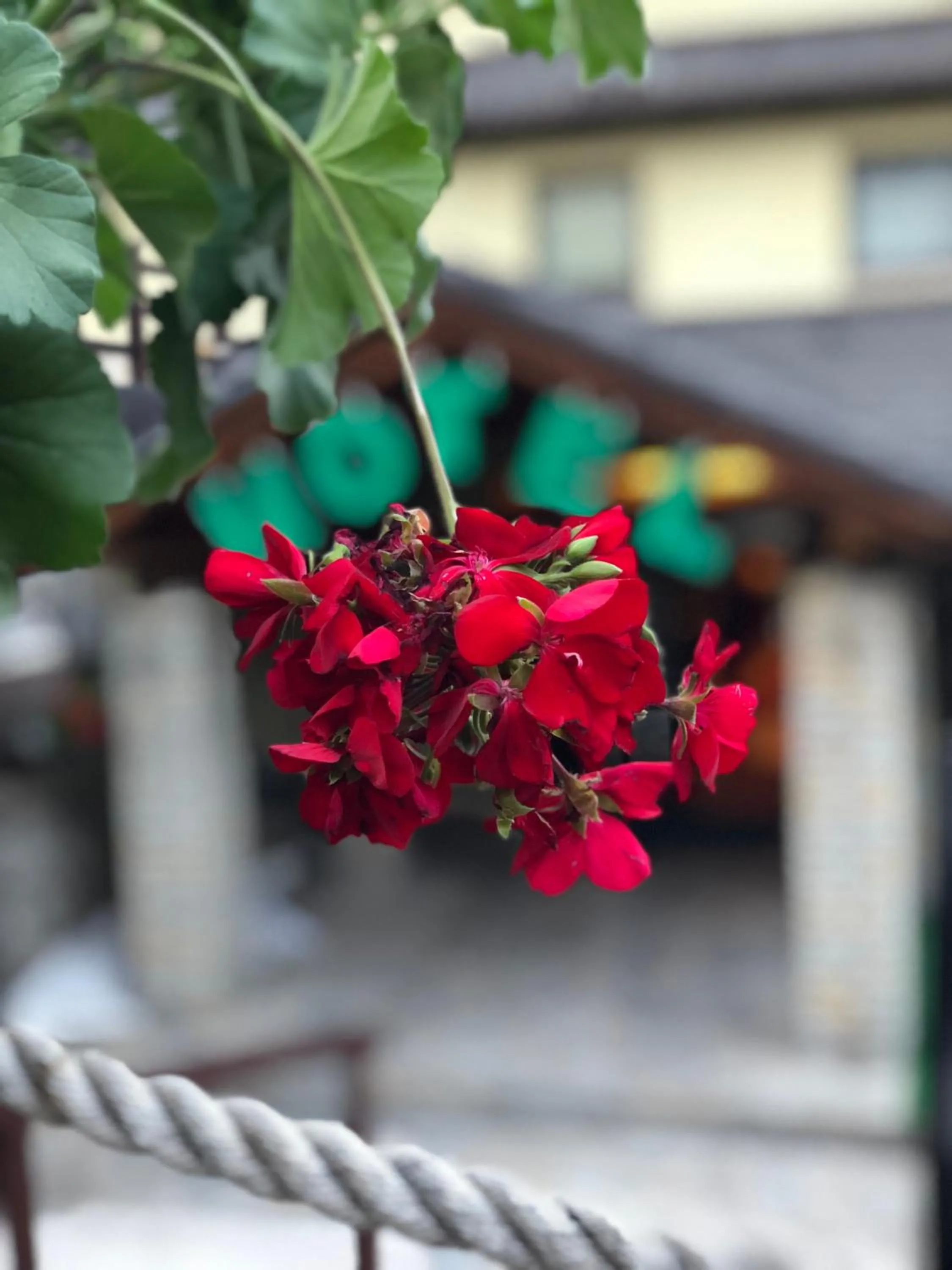 Neighbourhood in Hotel Pahuljica