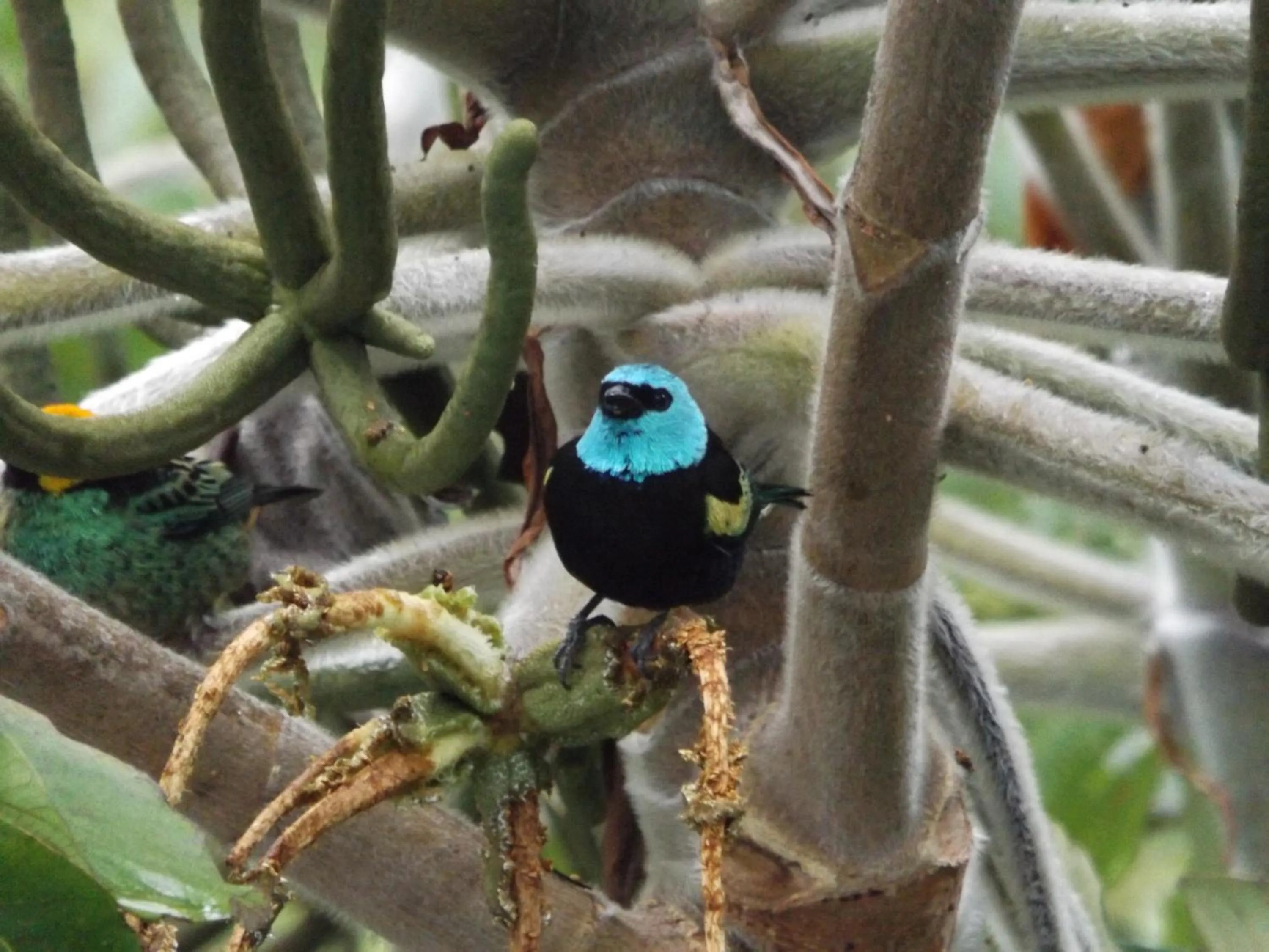 Animals in Golden Sunrise Machupicchu