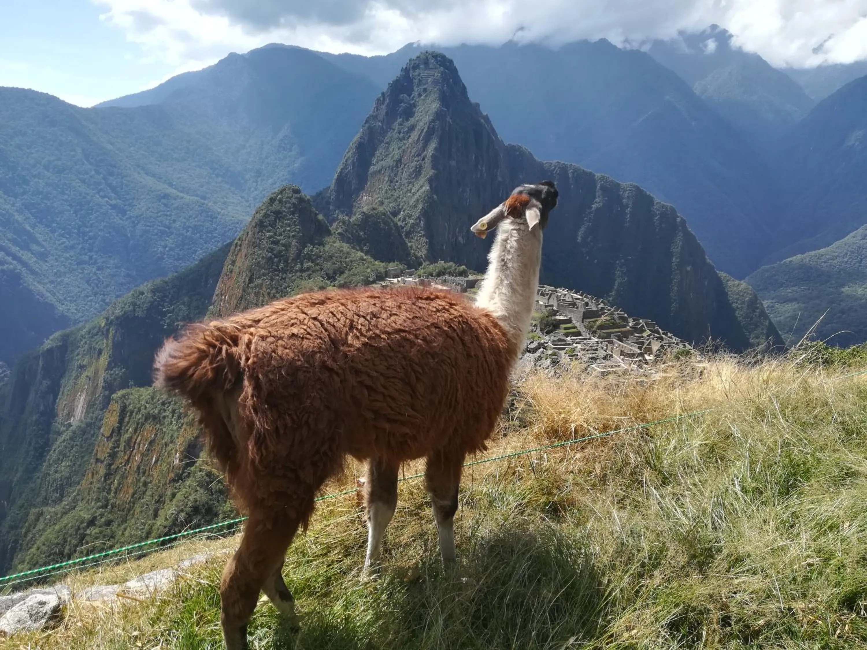 Animals in Golden Sunrise Machupicchu