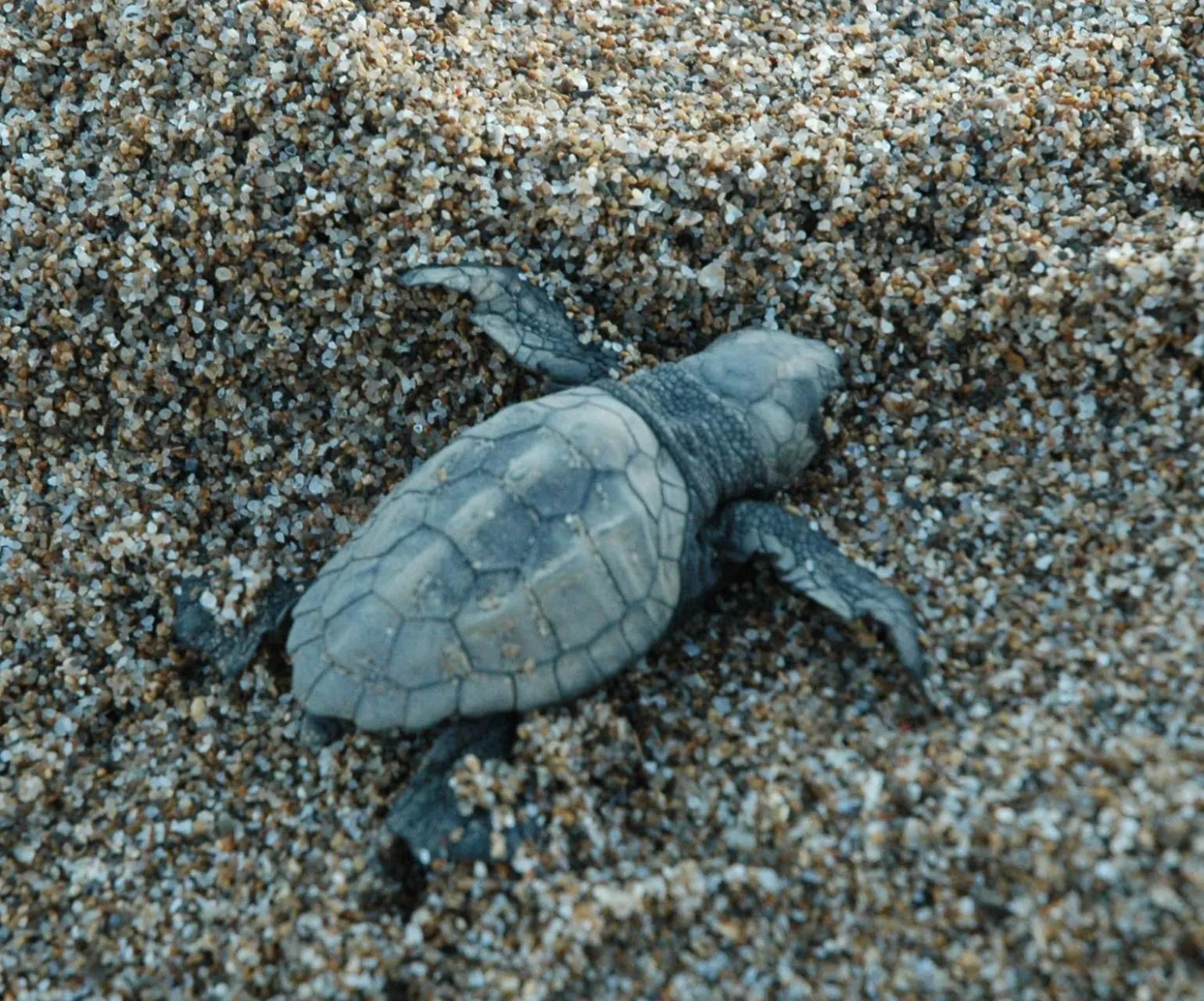 Beach in Herodotos Studios