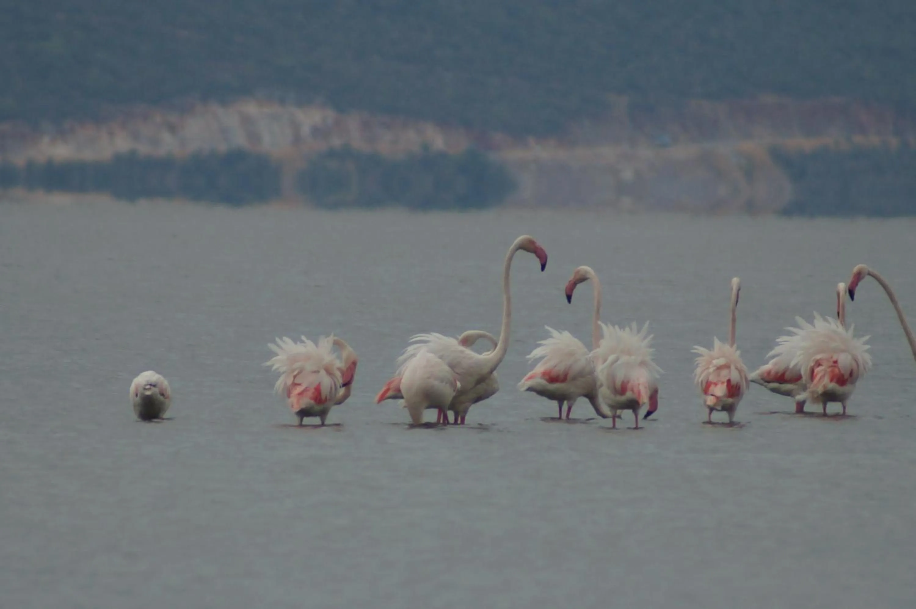 Animals in Selenes Pansiyon