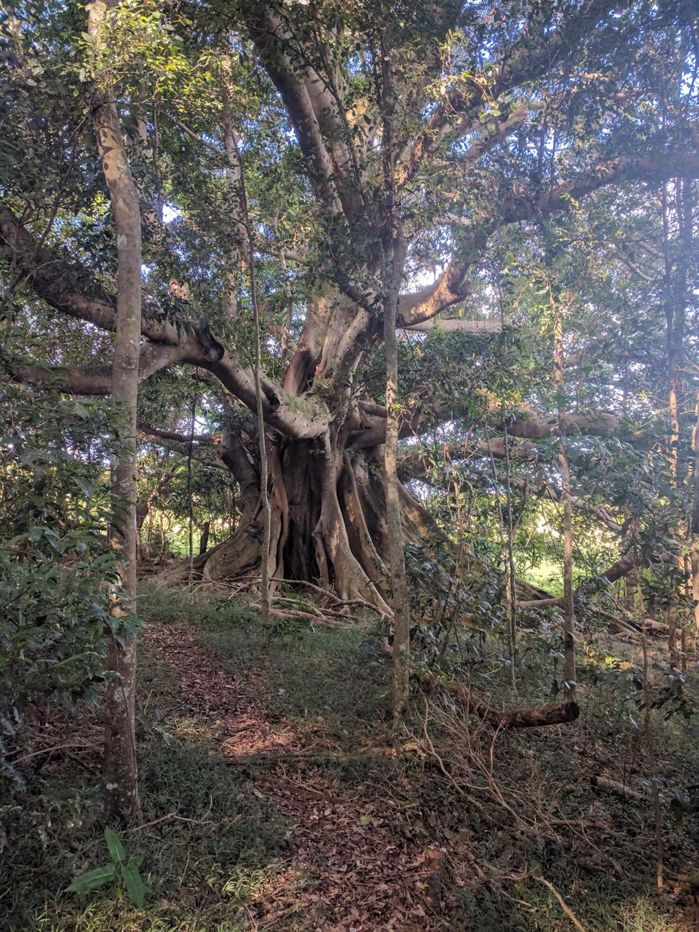 Nearby landmark in Alstonville Country Cottages