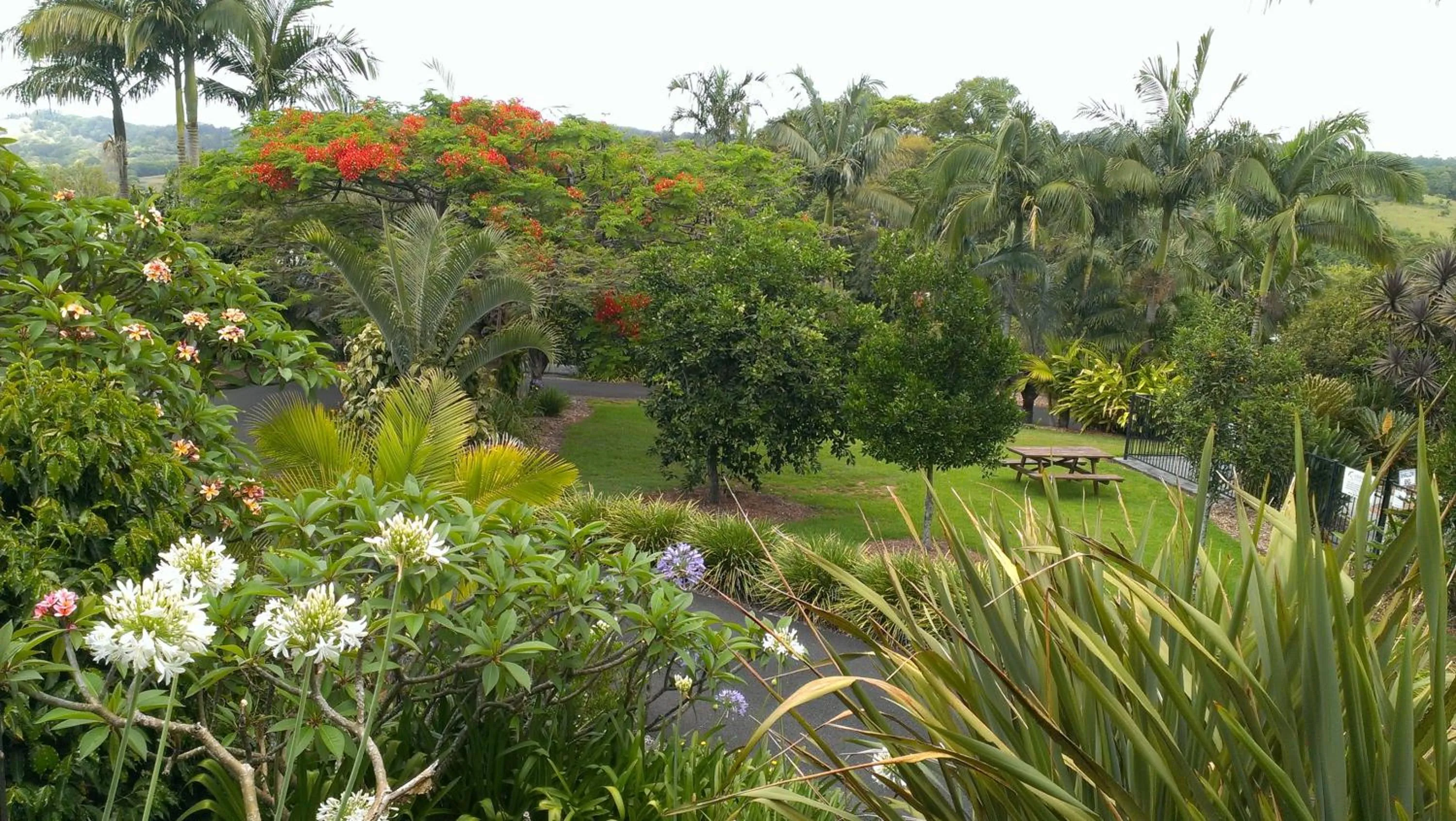 Natural landscape in Alstonville Country Cottages