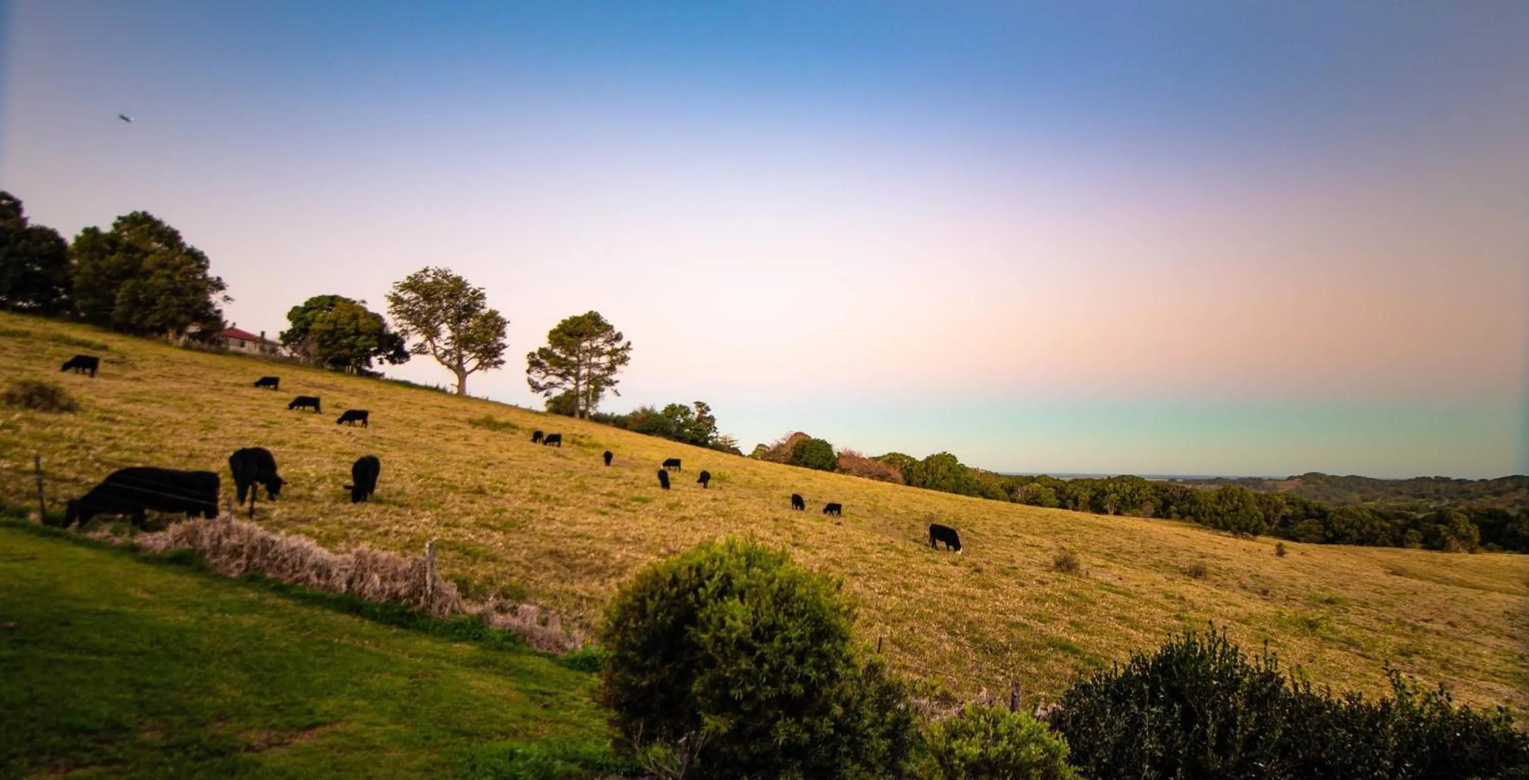 Natural landscape in Alstonville Country Cottages