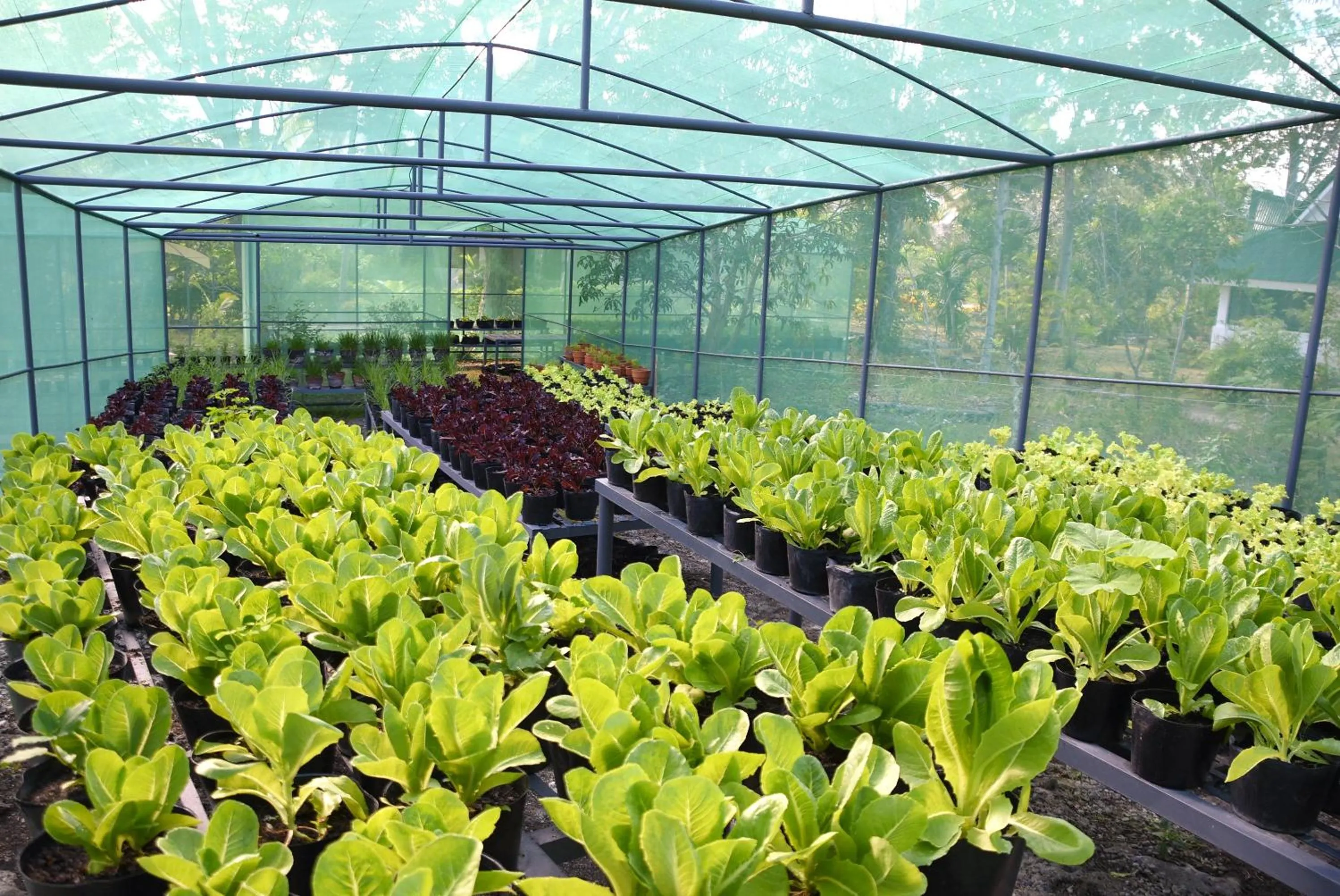 Garden in Badian Island Wellness Resort