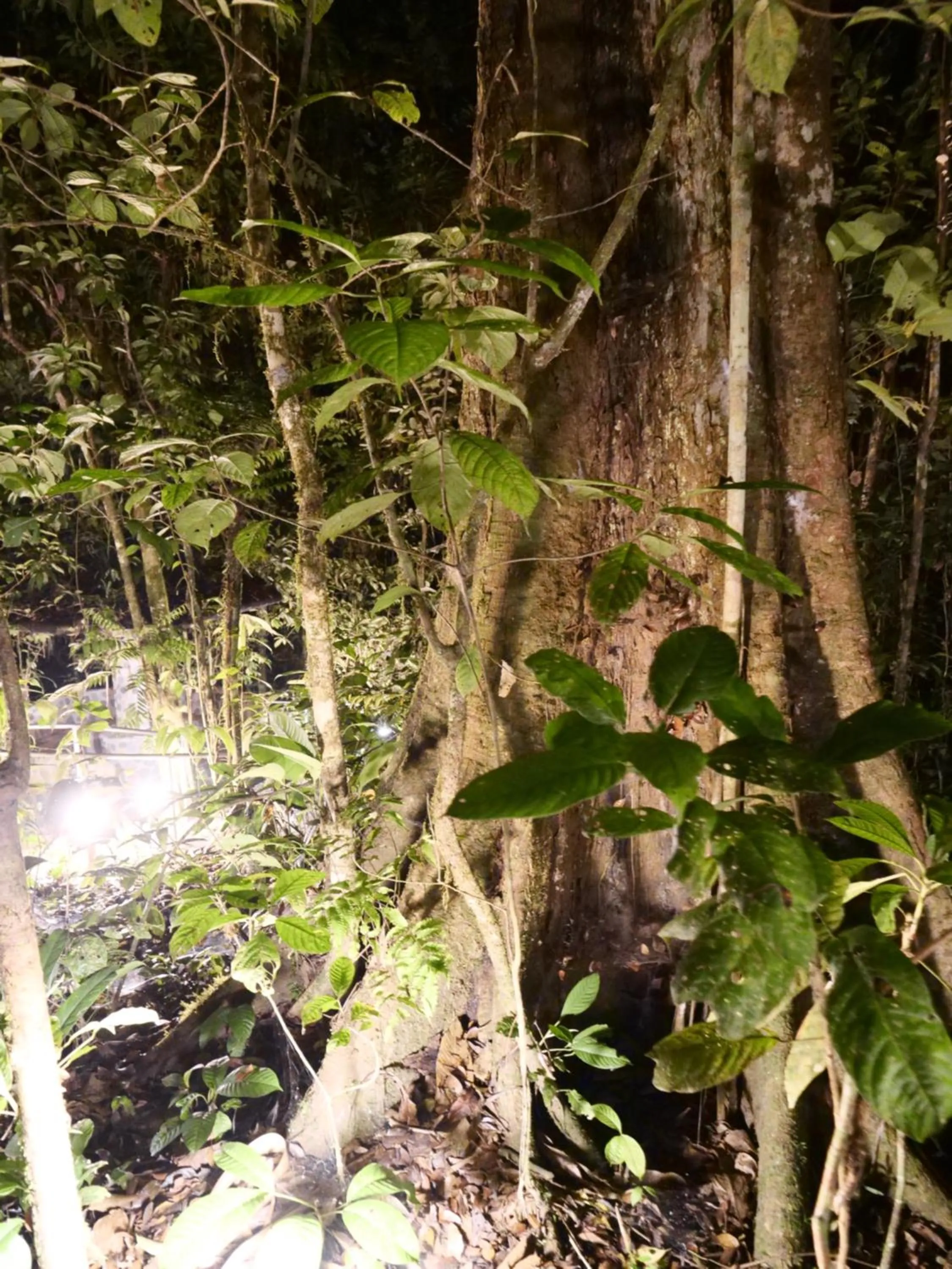 Arahuana Jungle Resort & Spa