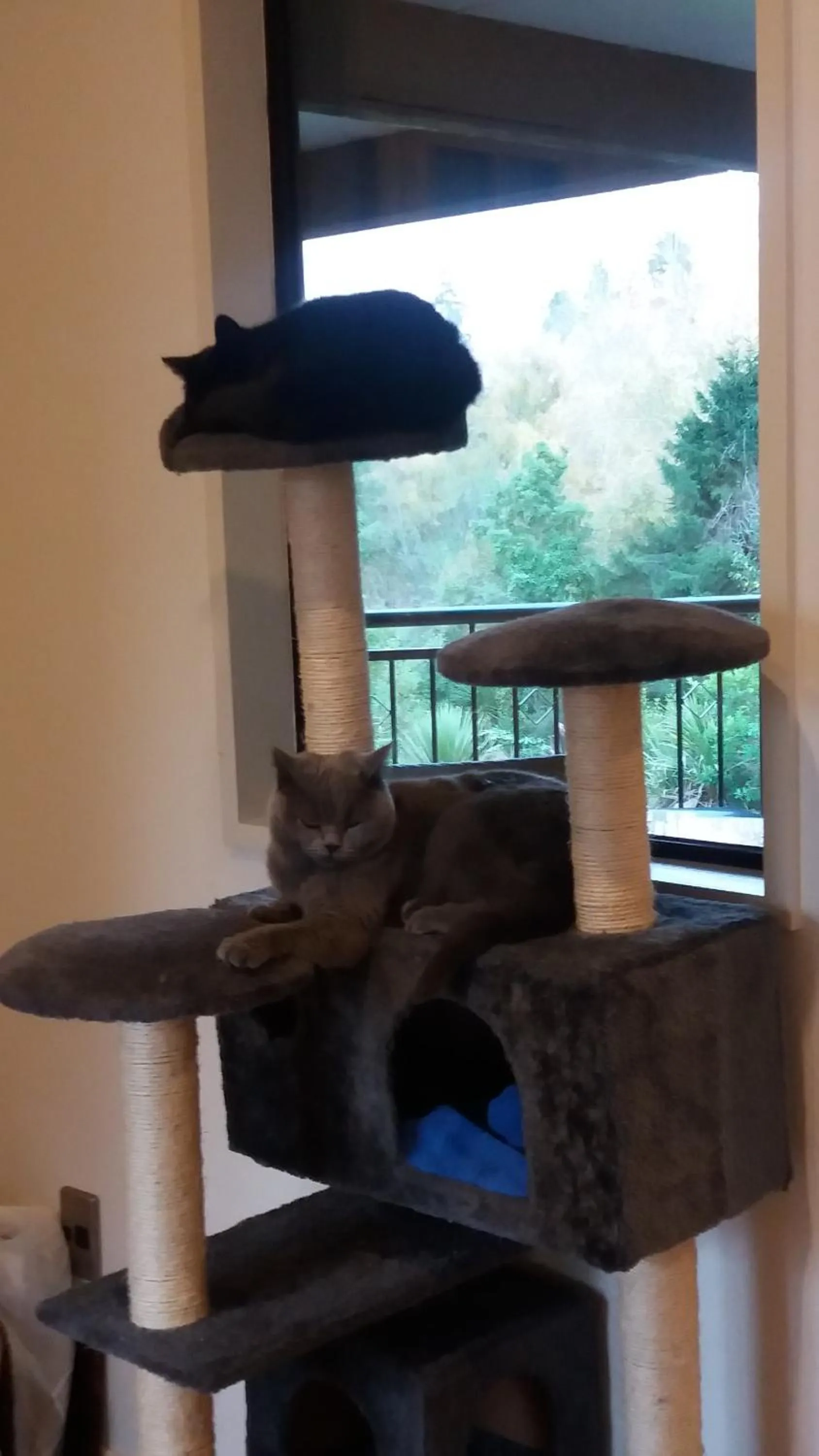 Pets in Riverstone House