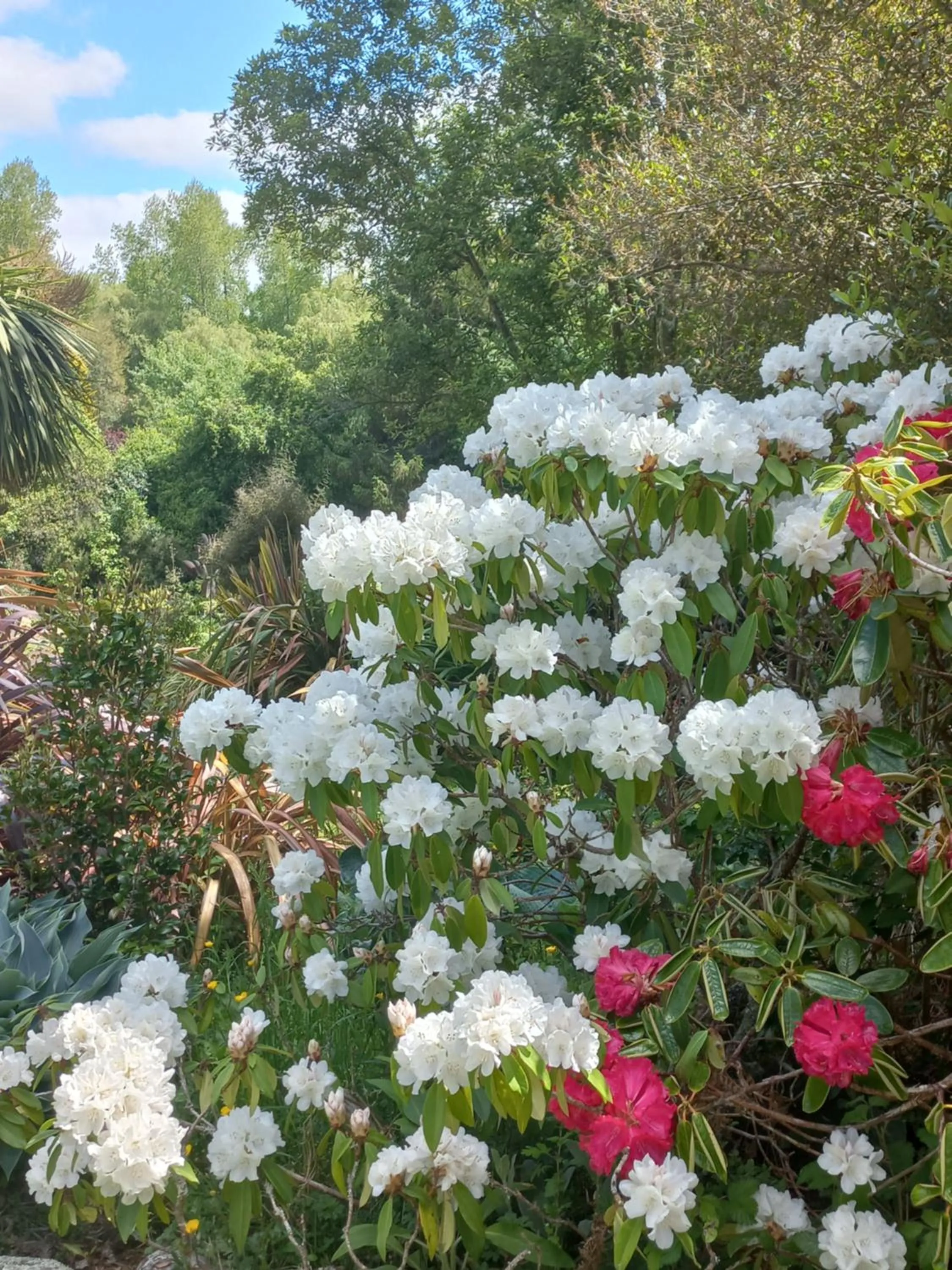 Garden in Riverstone House