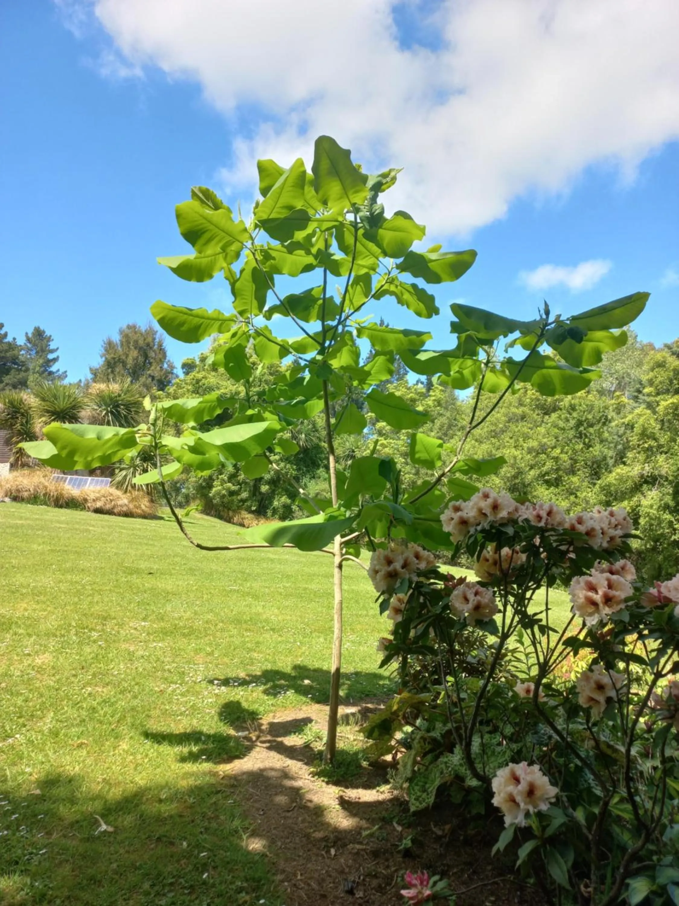 Garden in Riverstone House