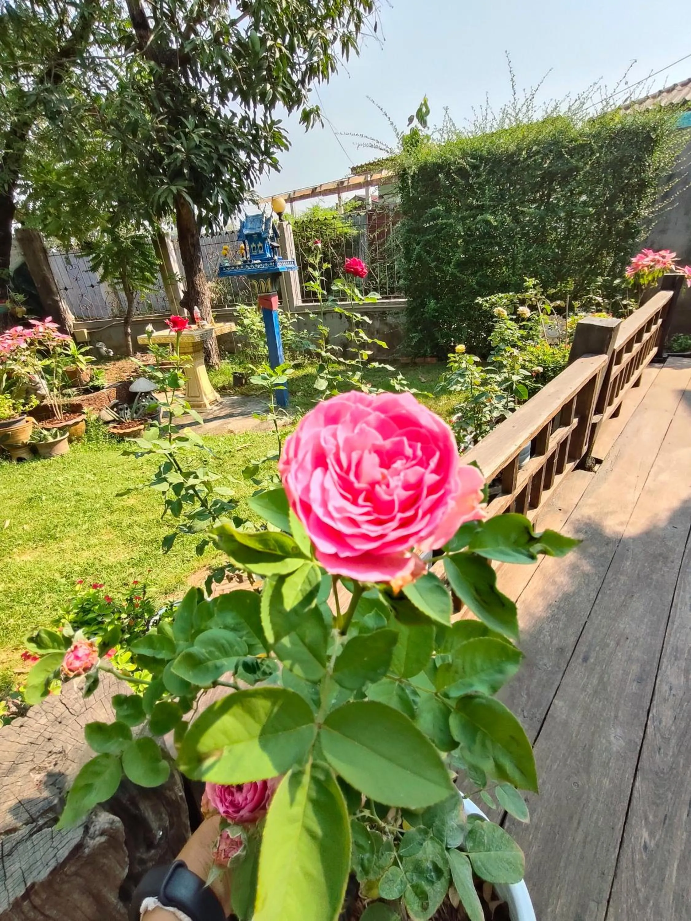 Garden in Smilingface guesthouse