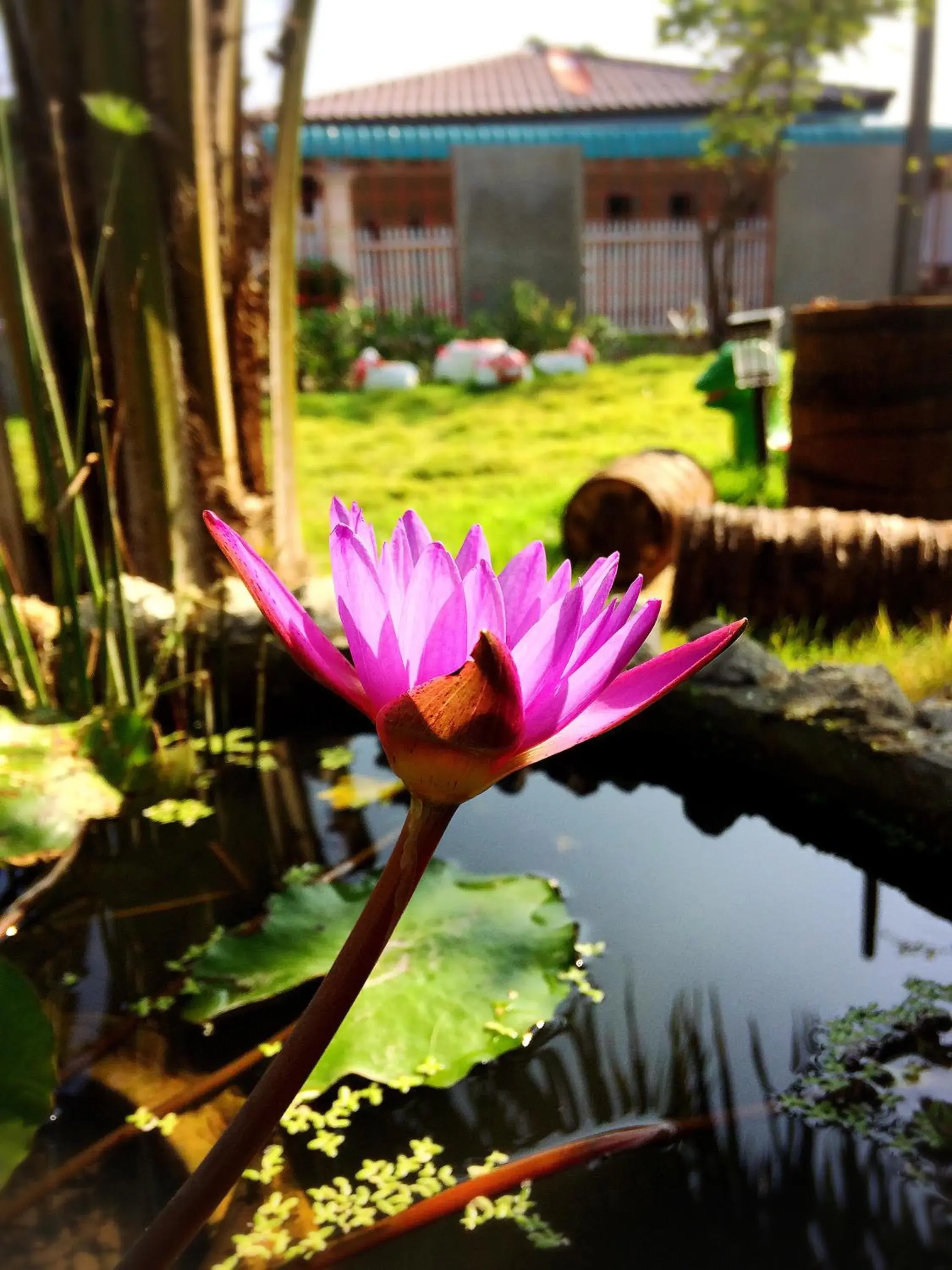 Garden view in Smilingface guesthouse Garden view in Smilingface guesthouse